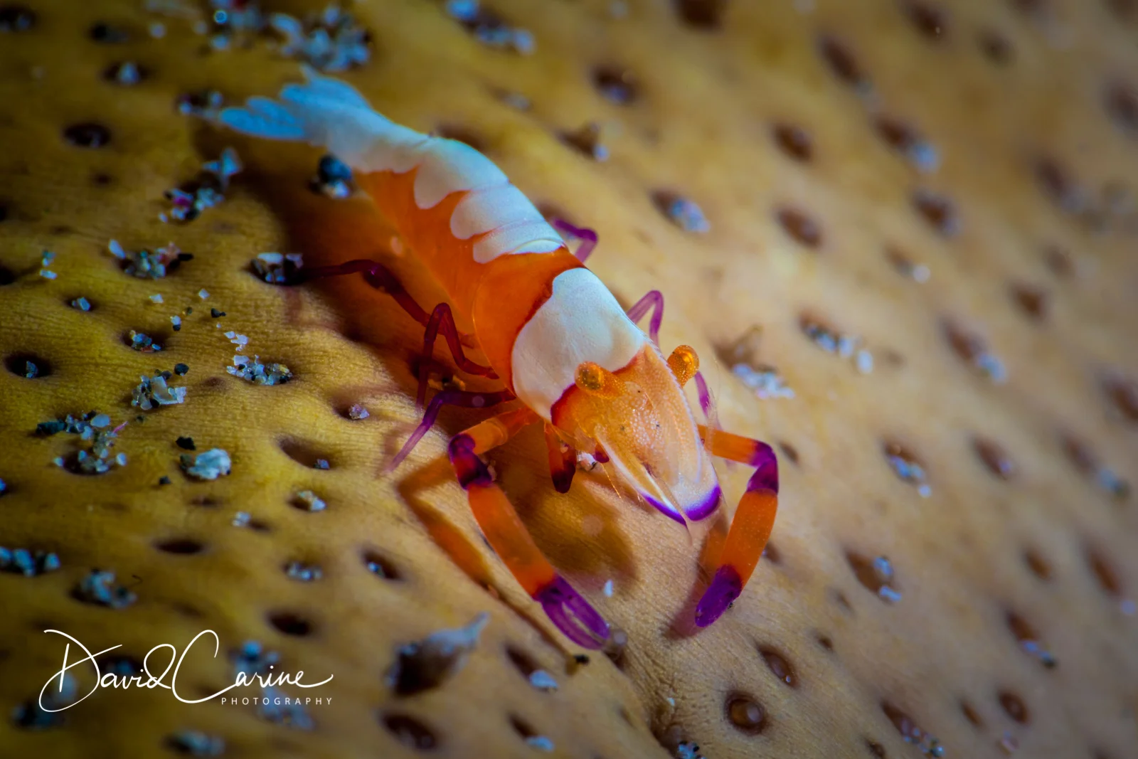Emperor Shrimp