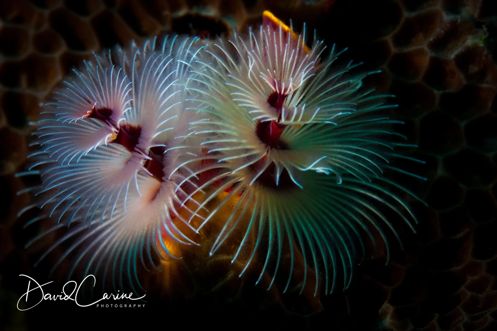 Fan Worm on Coral