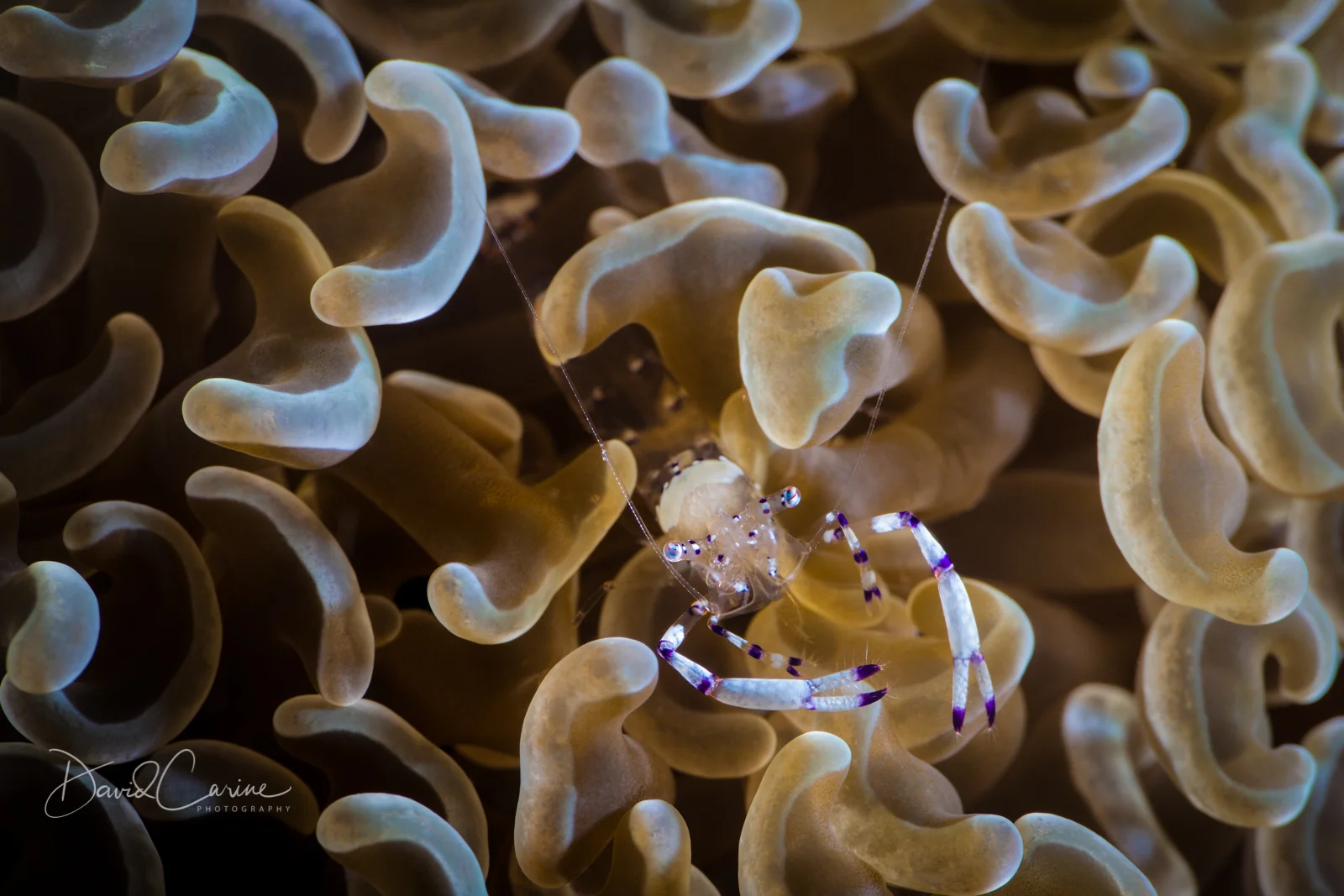 Transparent Shrimp