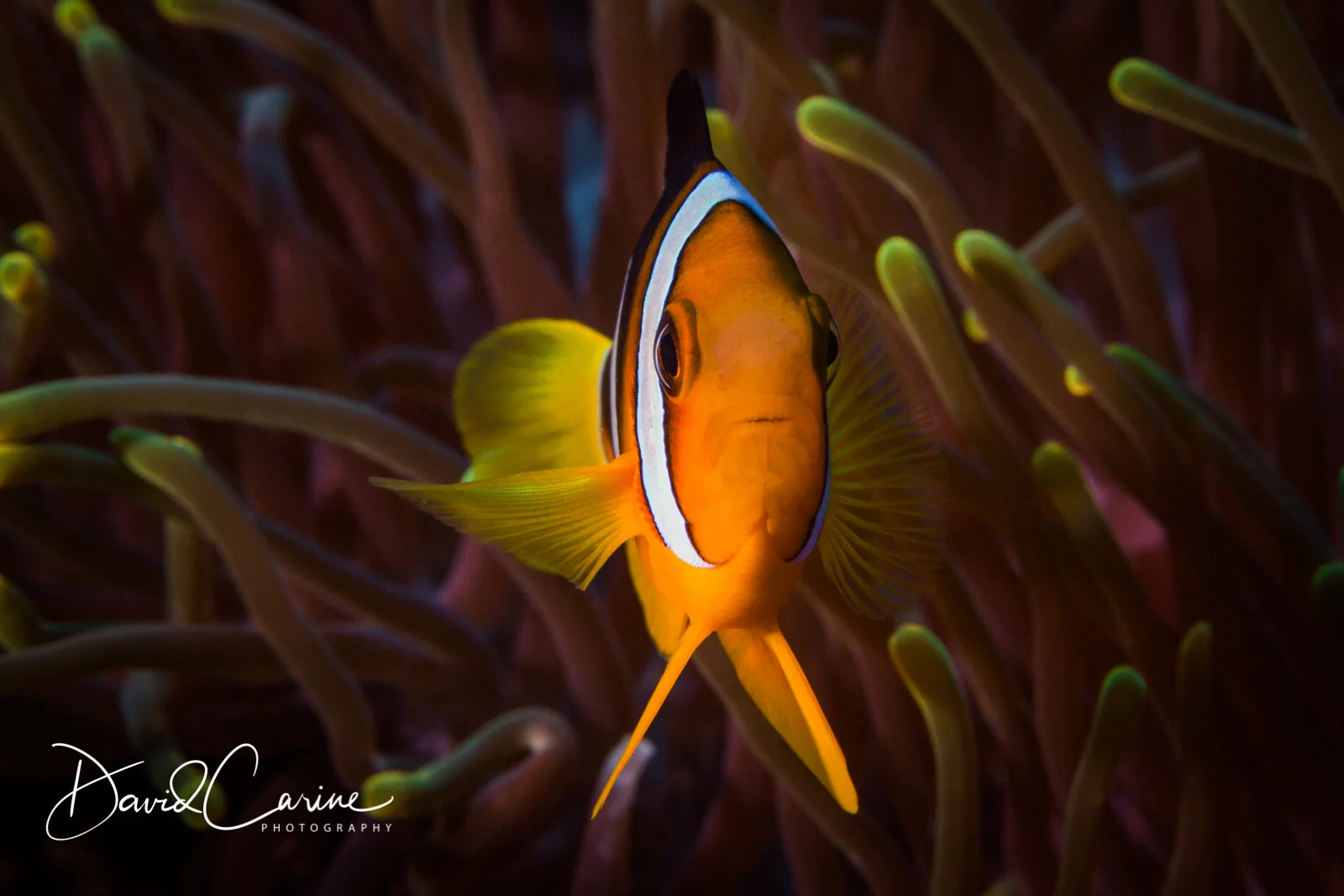 Amphiprion Clarkii