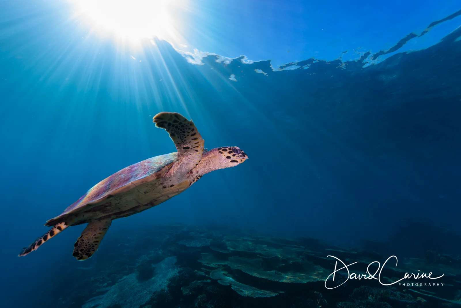 Hawksbill Rising