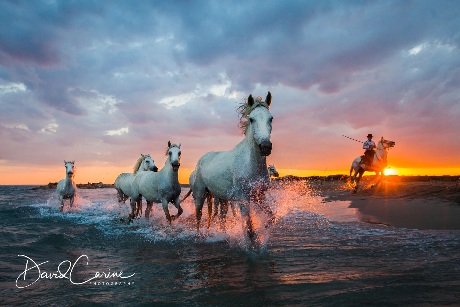 Camargue Horses at Sunset