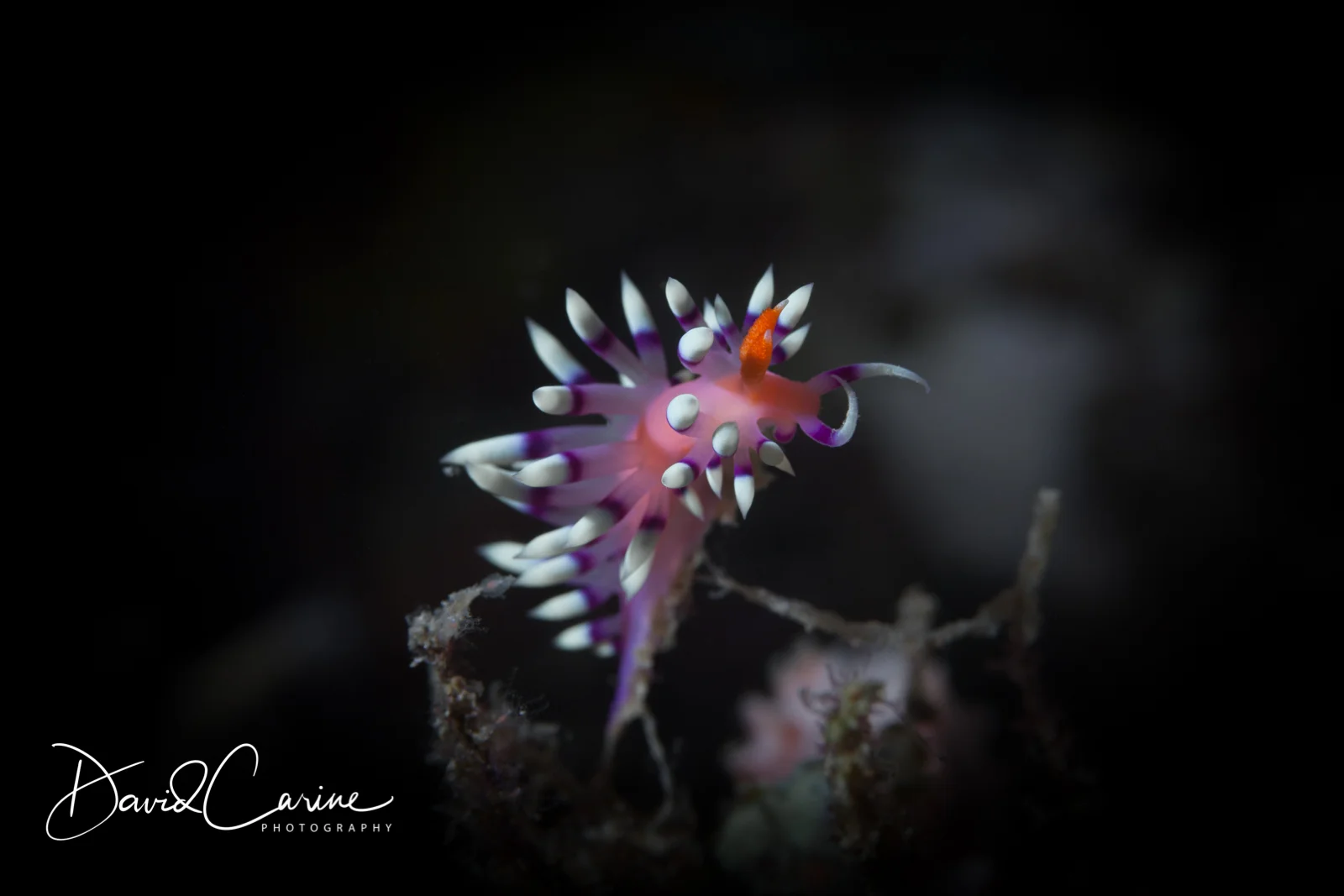 Nudibranch Flabellina