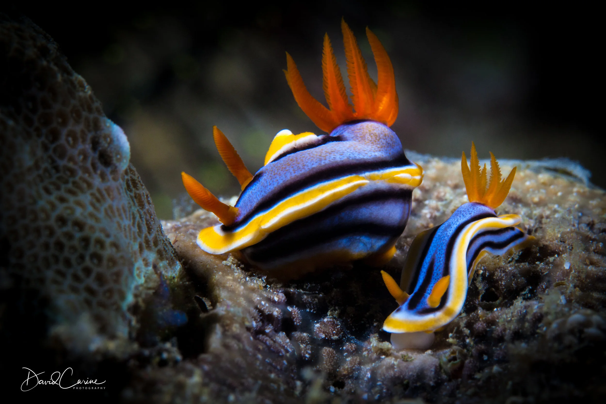 Chromodoris Annae