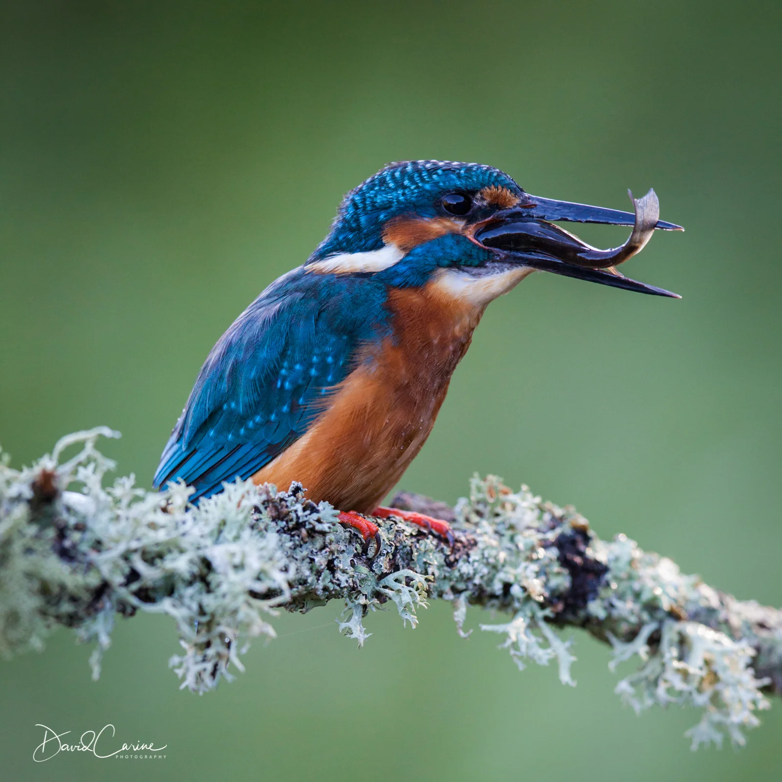A Fishy Tail