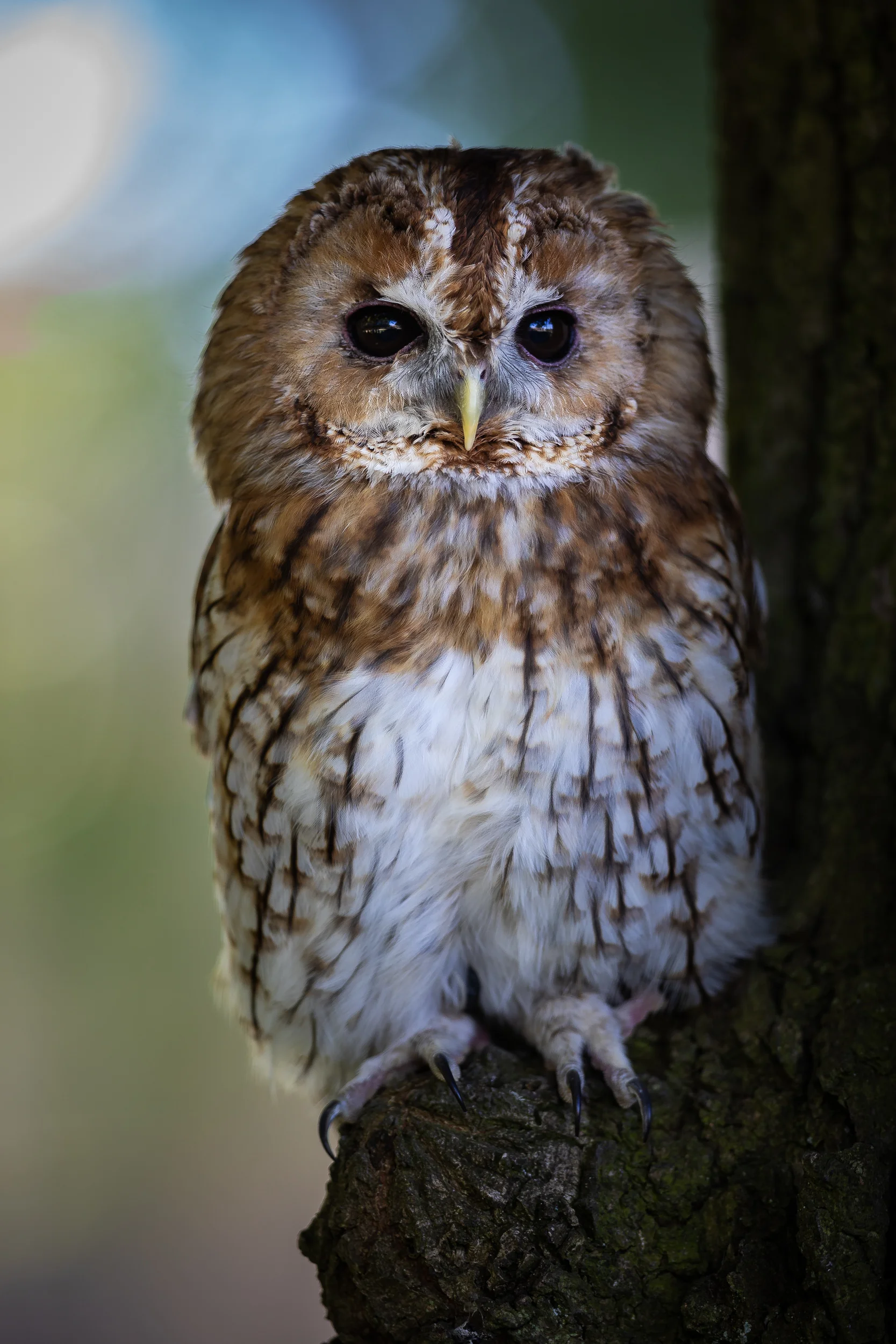 Tawny