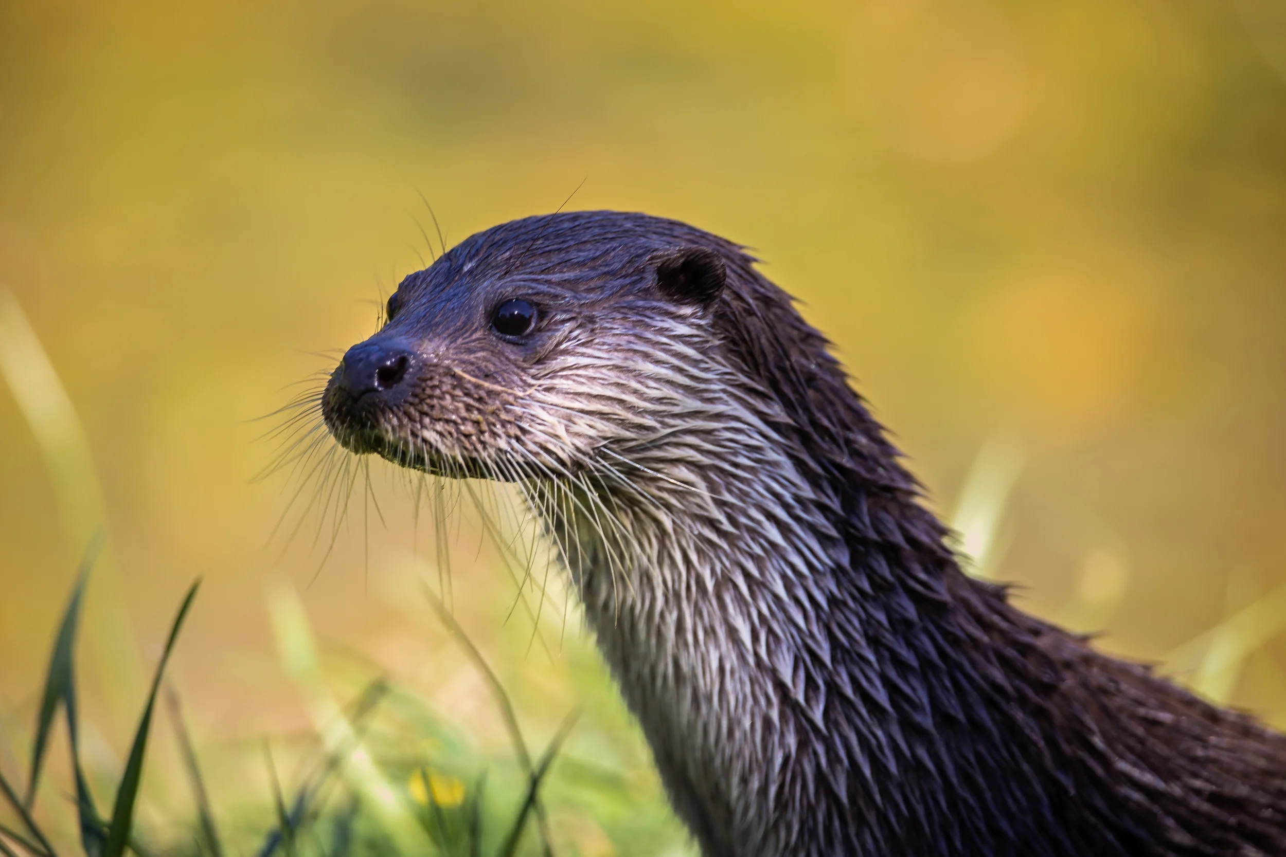 Otter in Sunset Light