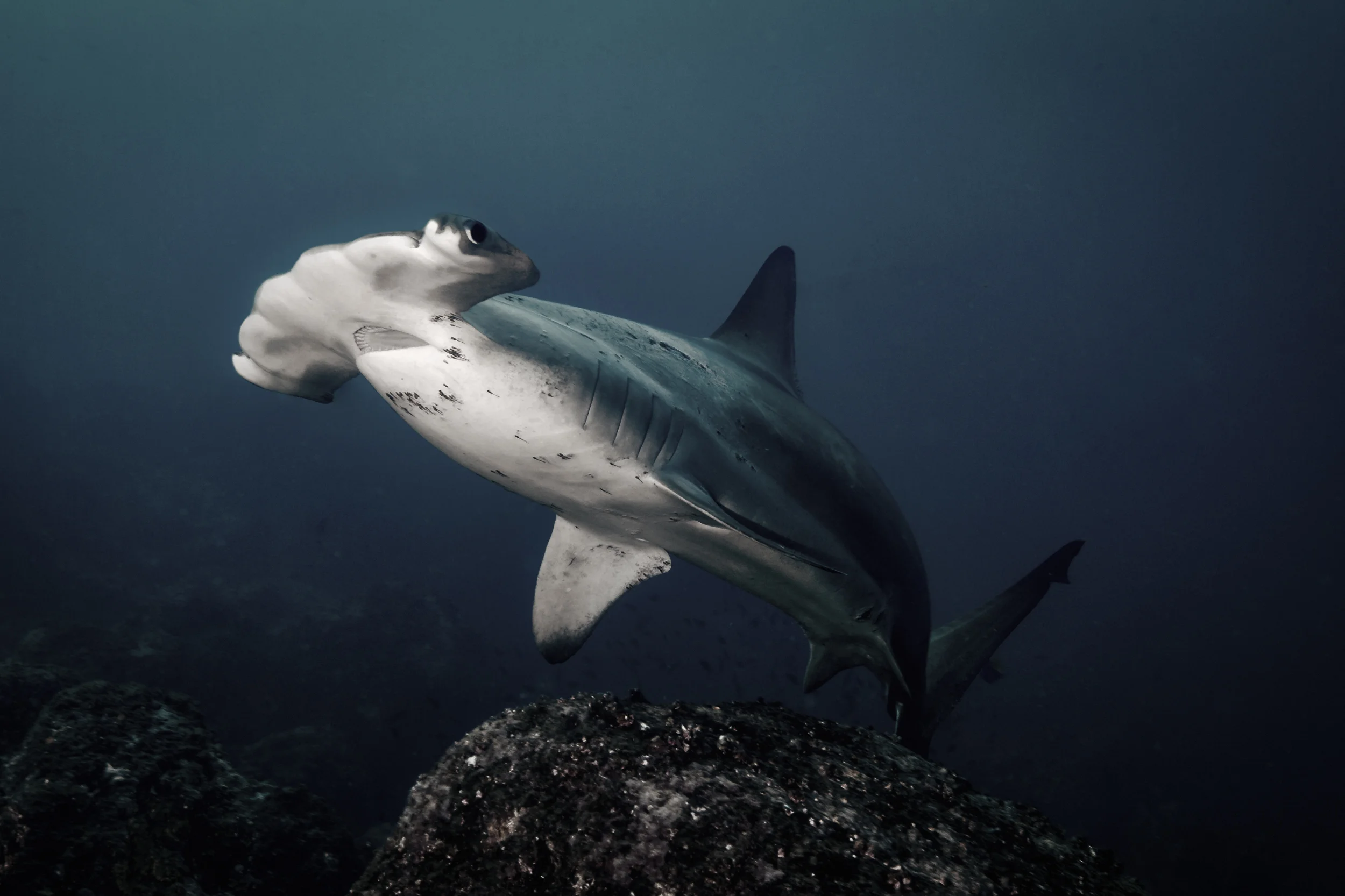 Single Hammerhead
