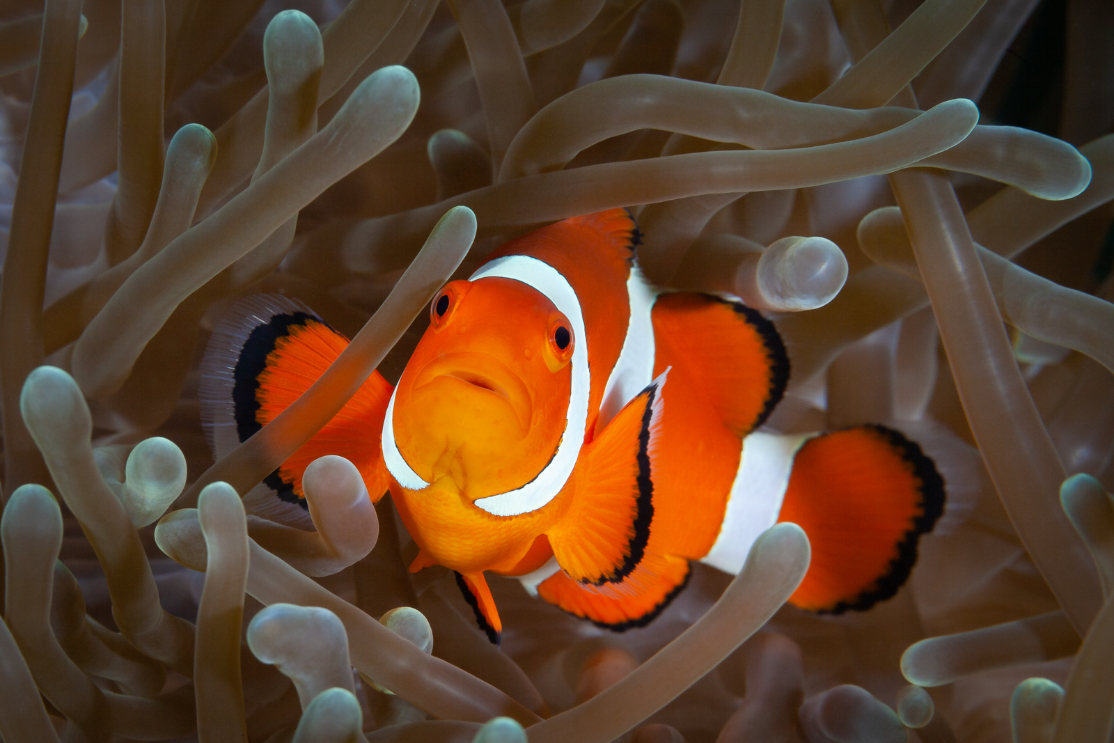 Amphiprion Ocellaris