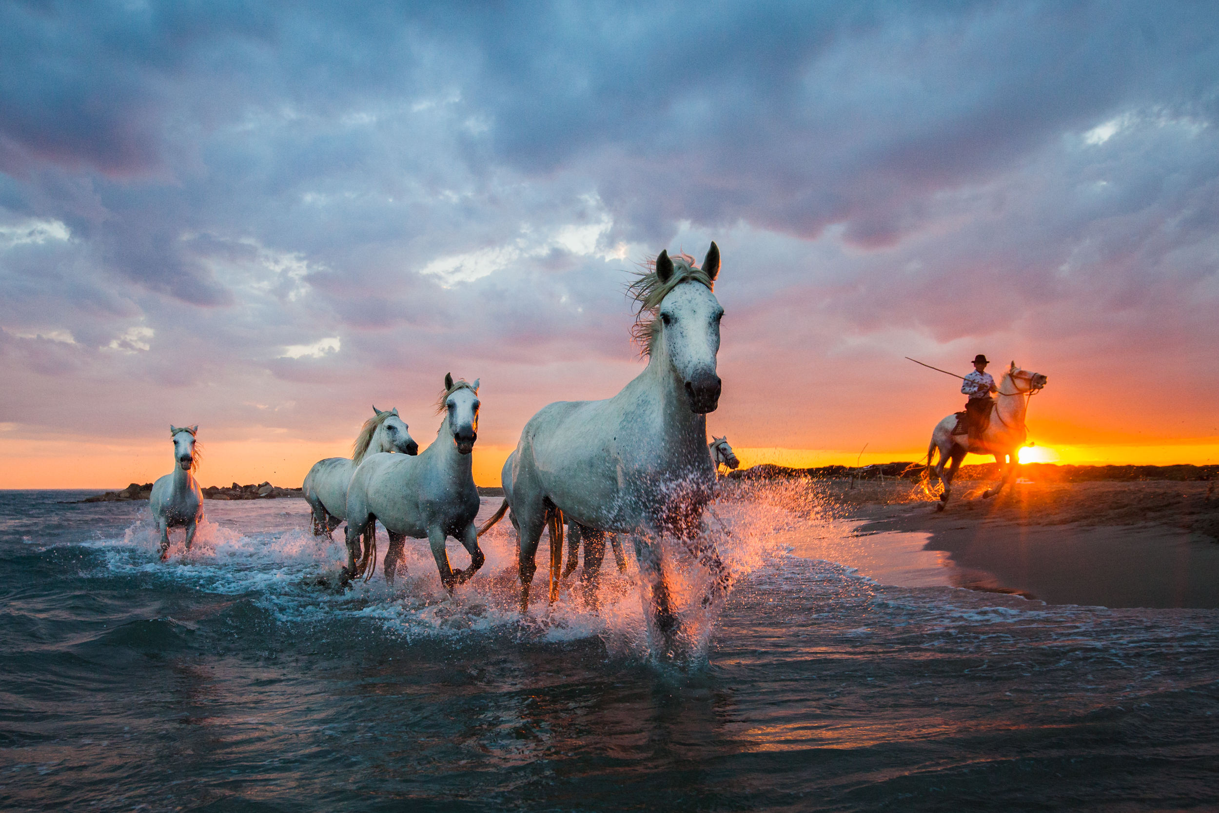 Wild White Horses