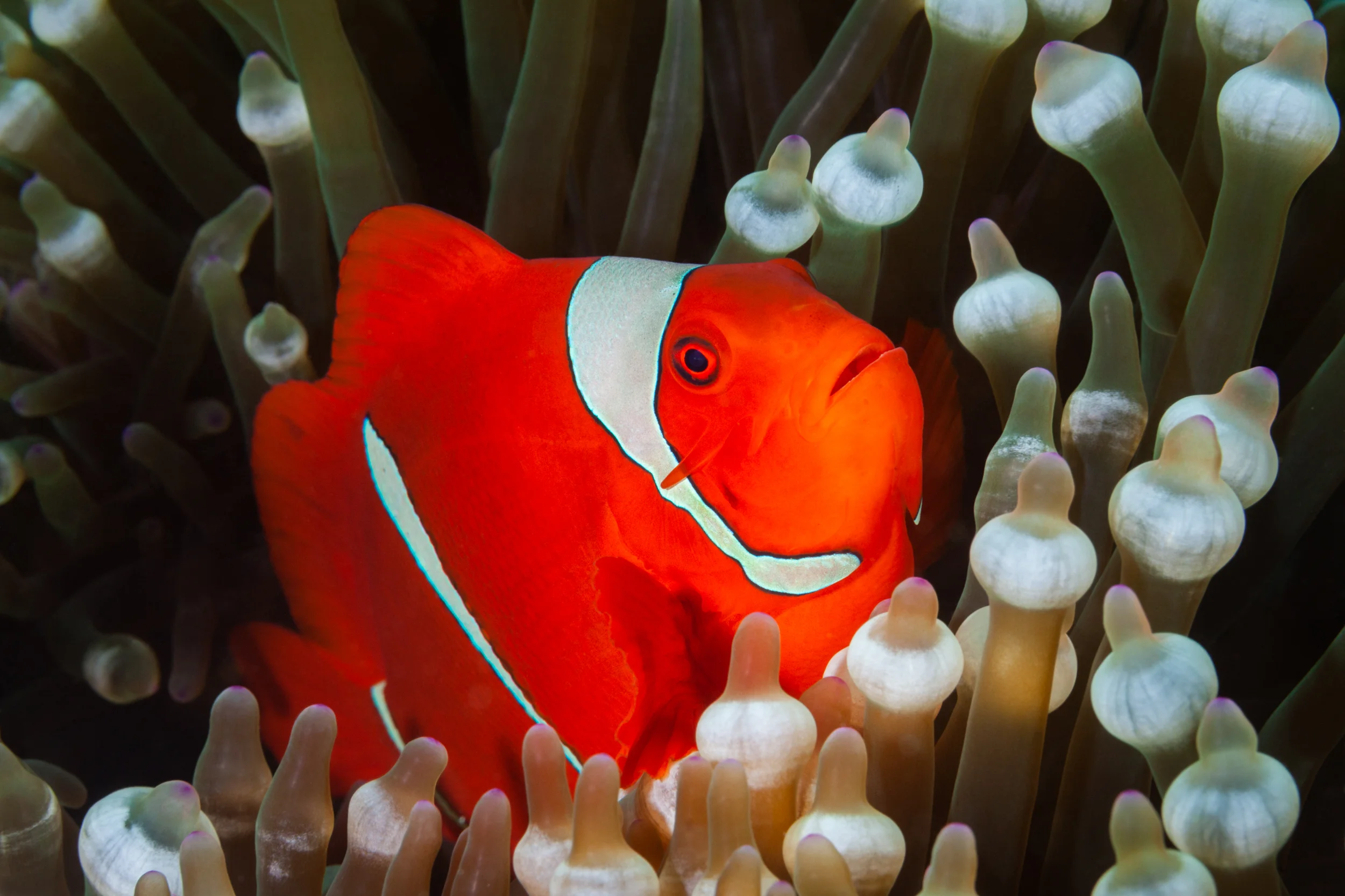 Spinecheek Aneomnefish