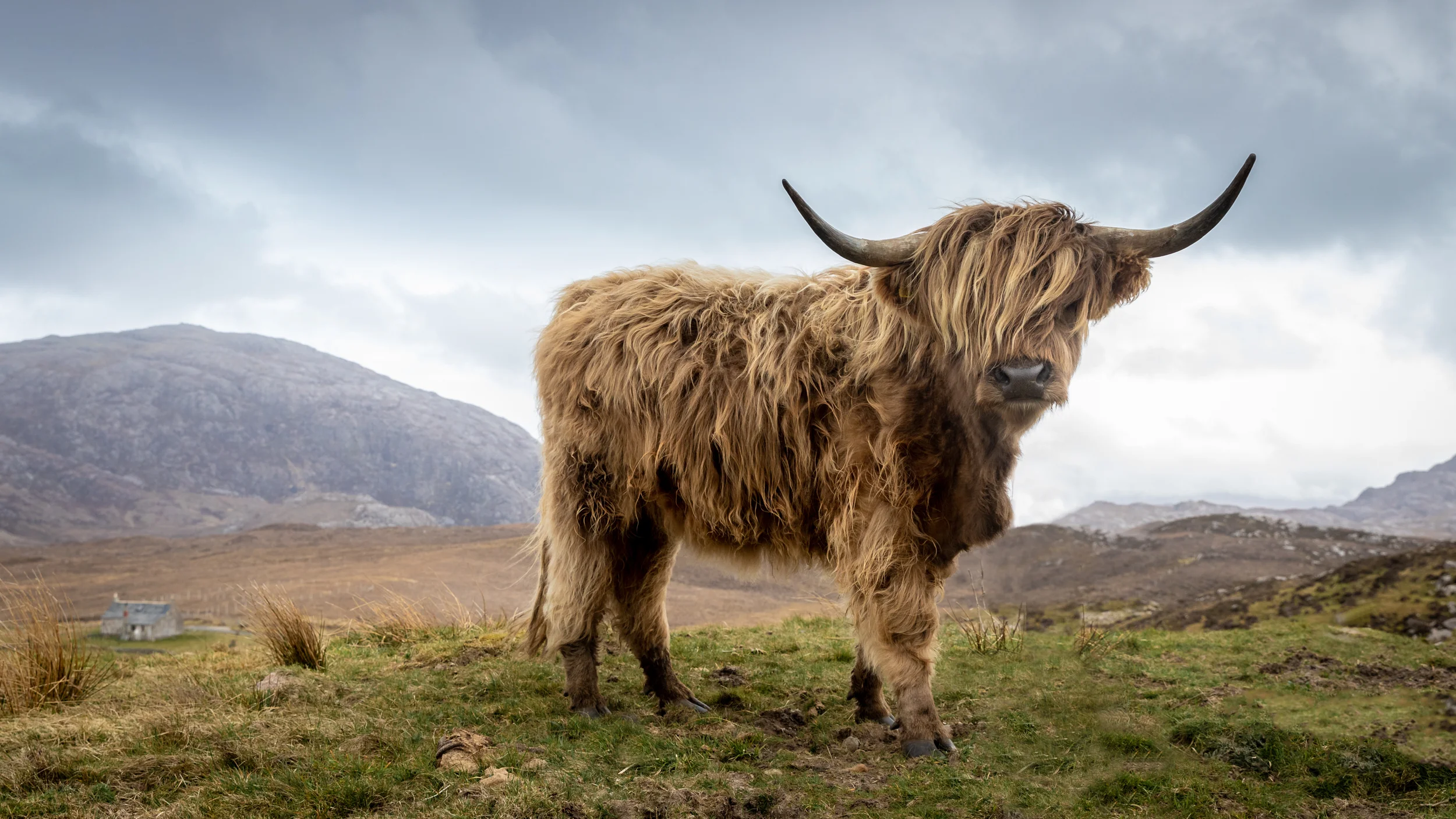 Highlander