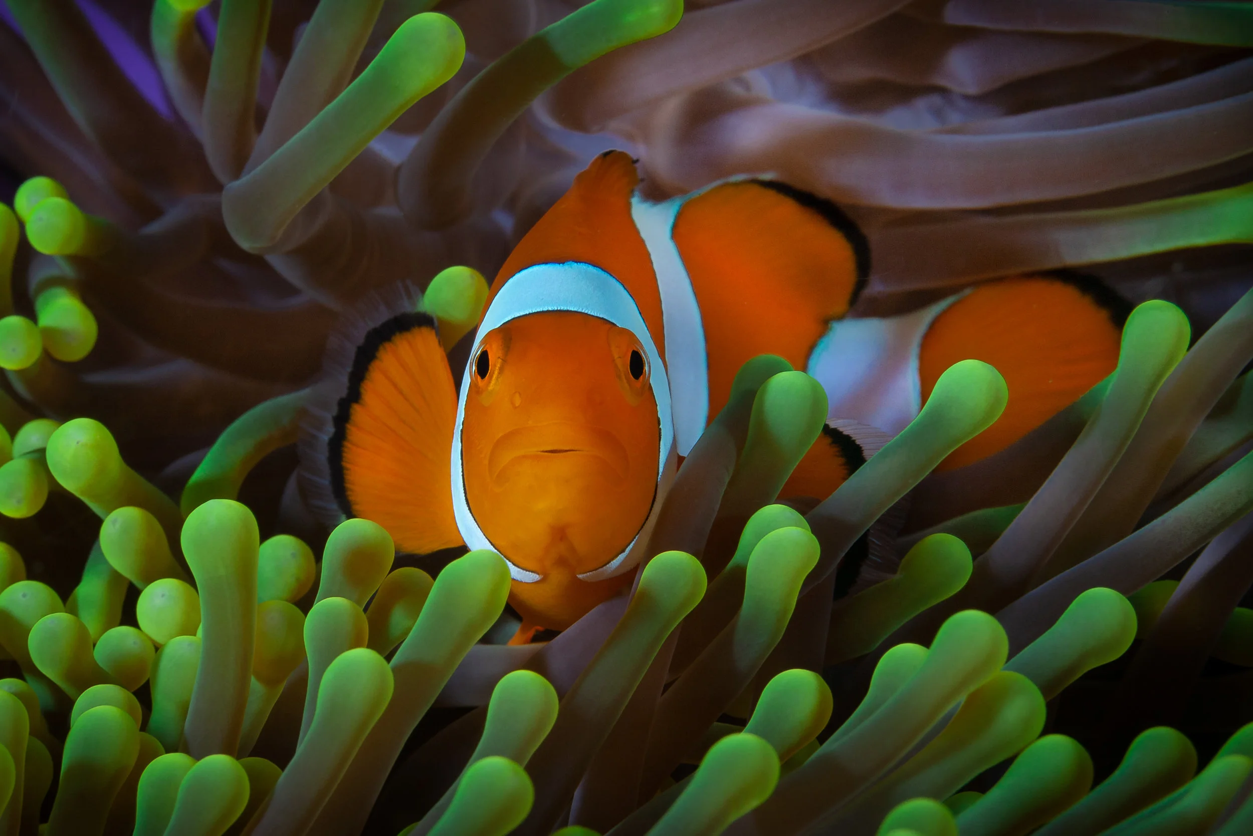 Common Anemone Fish on Green Giant Sea Anemone