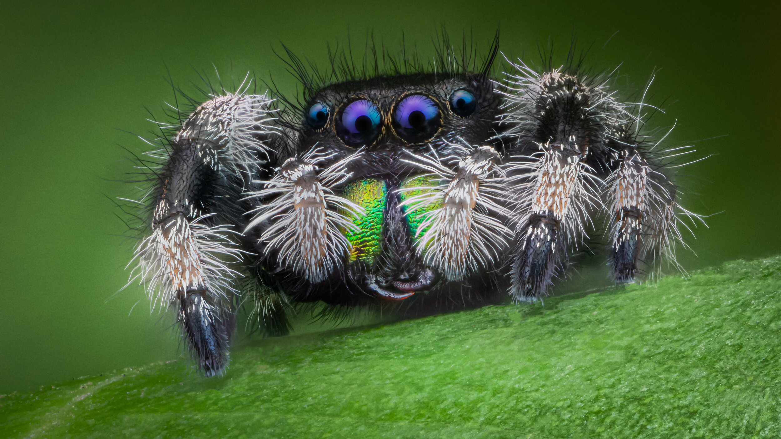 Male Phidippus Regius