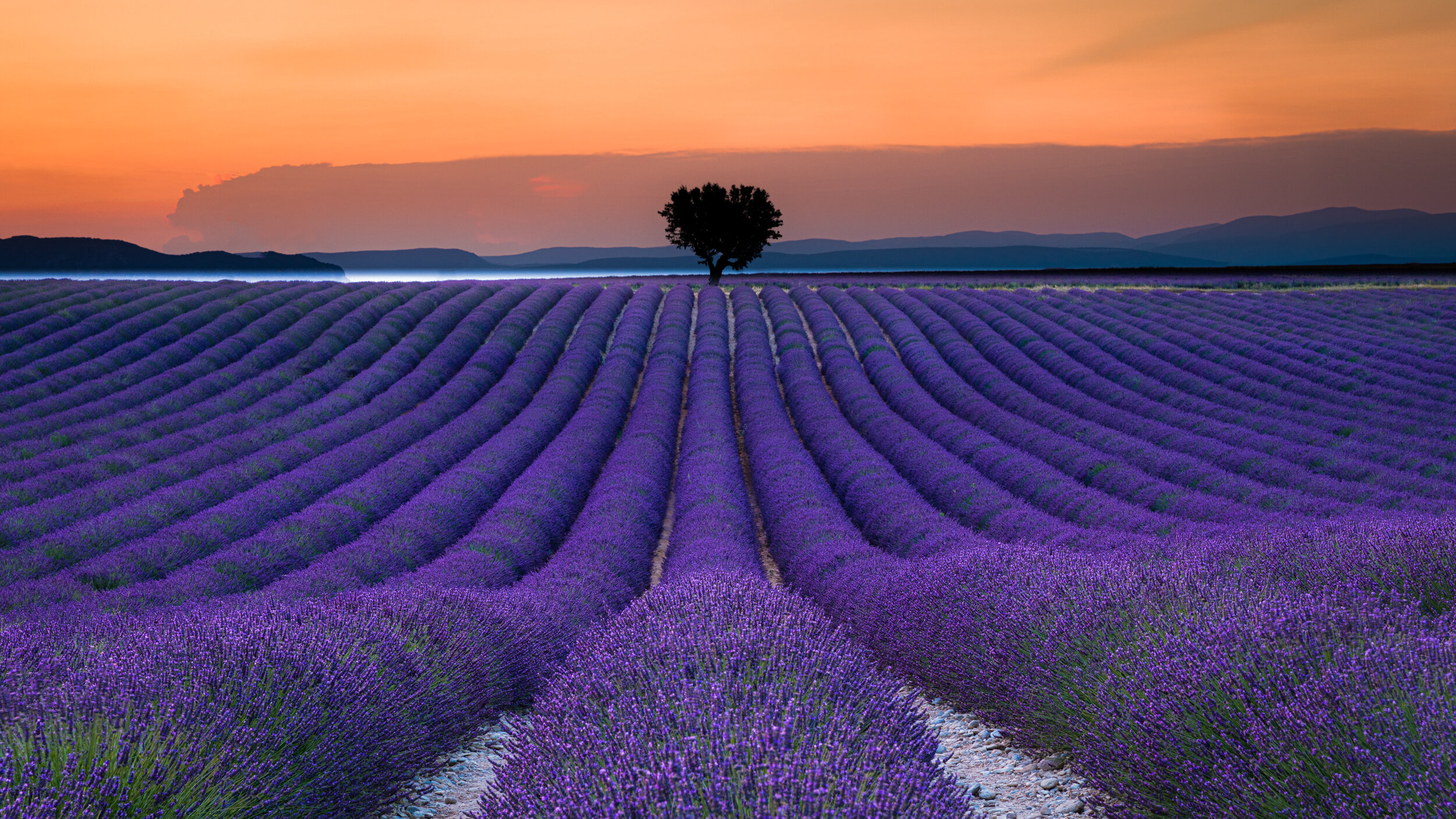 Lavender Sunset, Provence