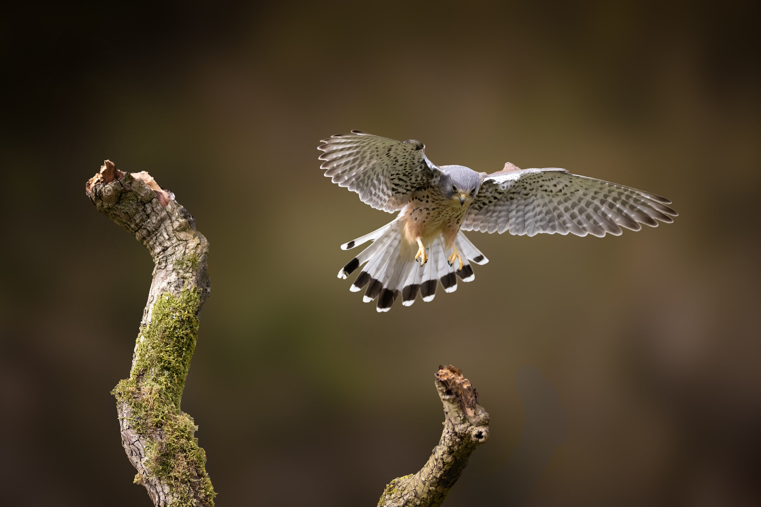 Male Kestrel