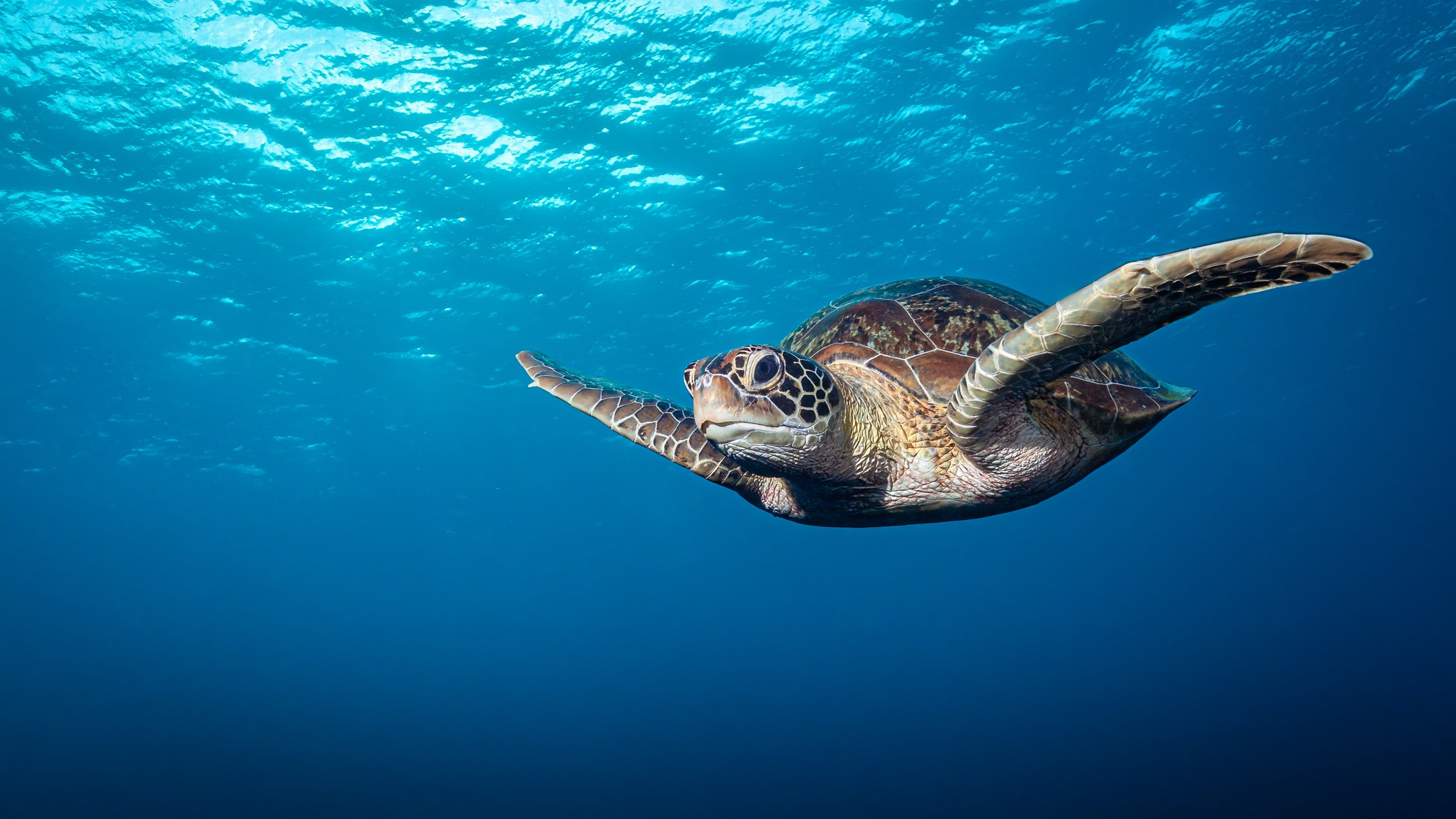 Eretmochelys imbricata