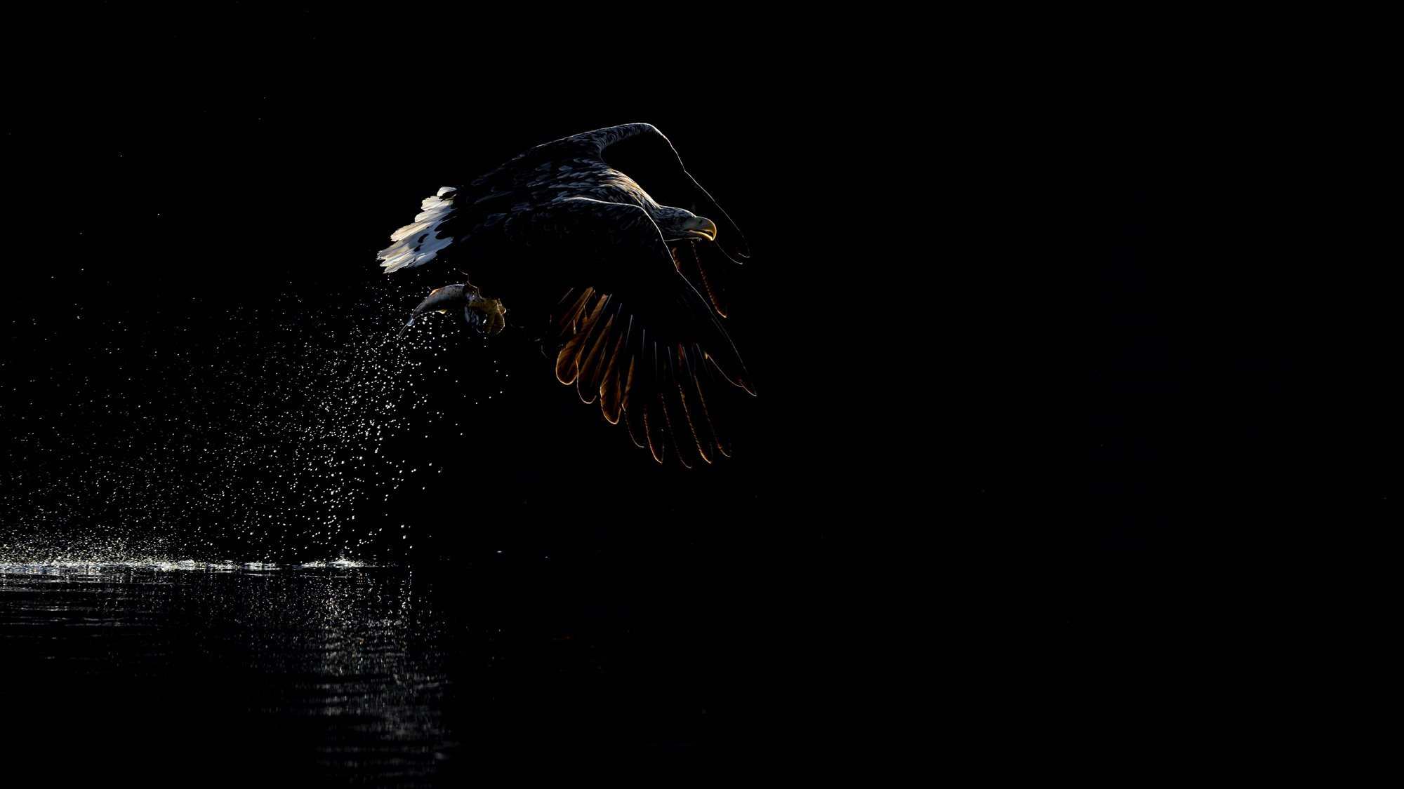 Backlit Eagle wings down-Edit-2.jpg