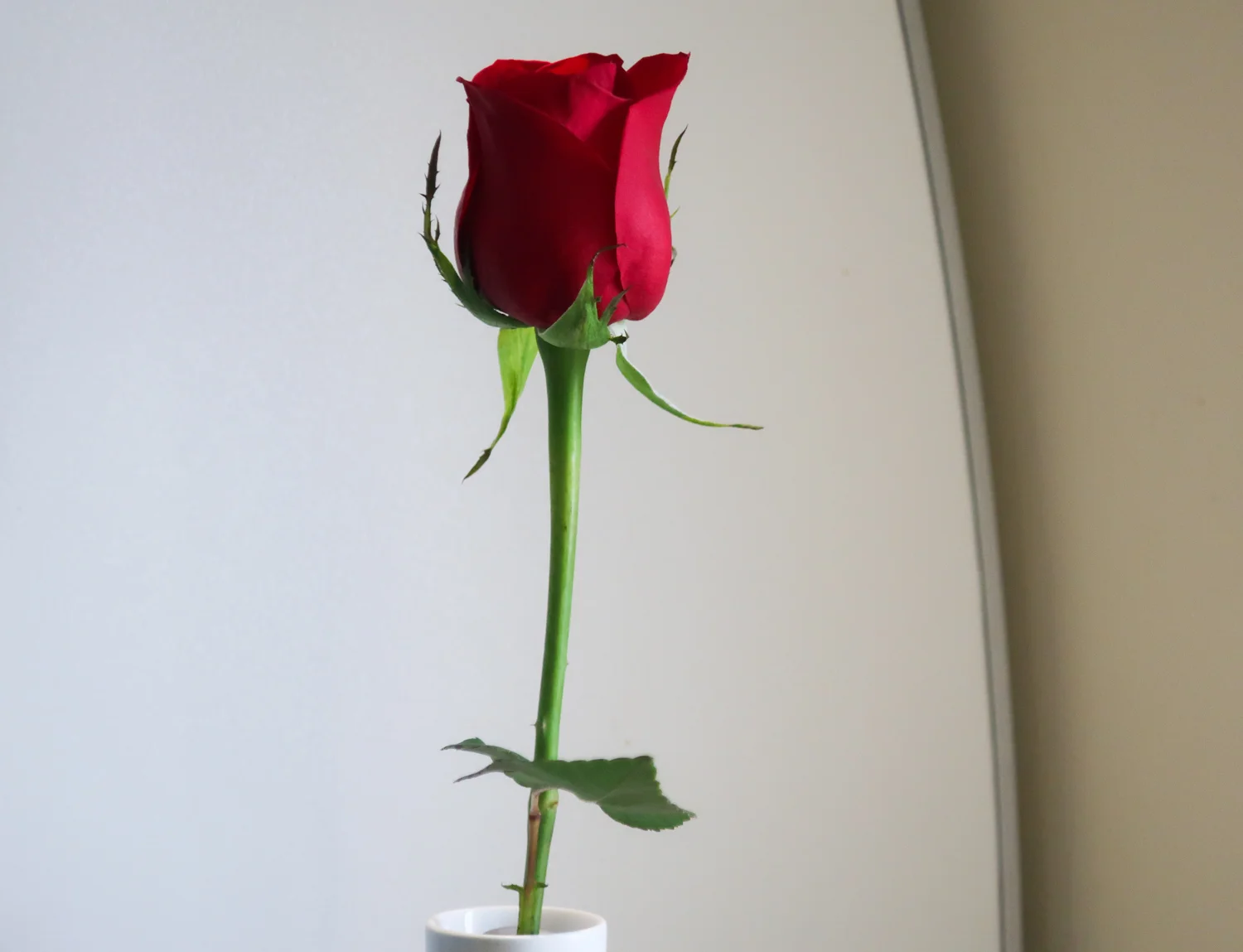 Lufthansa's First Class Rose Photo: Calvin Wood