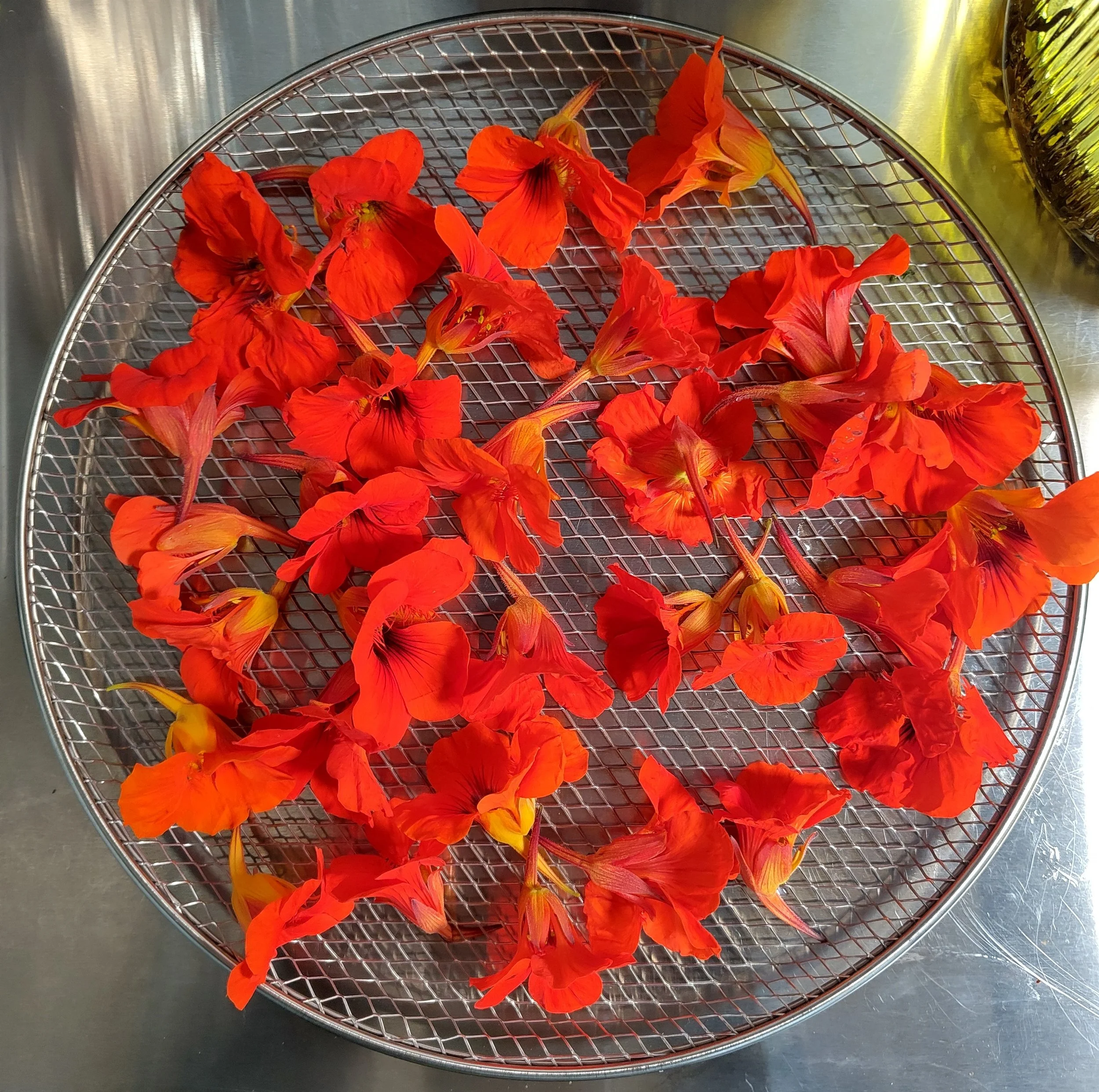 Nasturtium flowers - R BEYNON-DAVIES.jpg