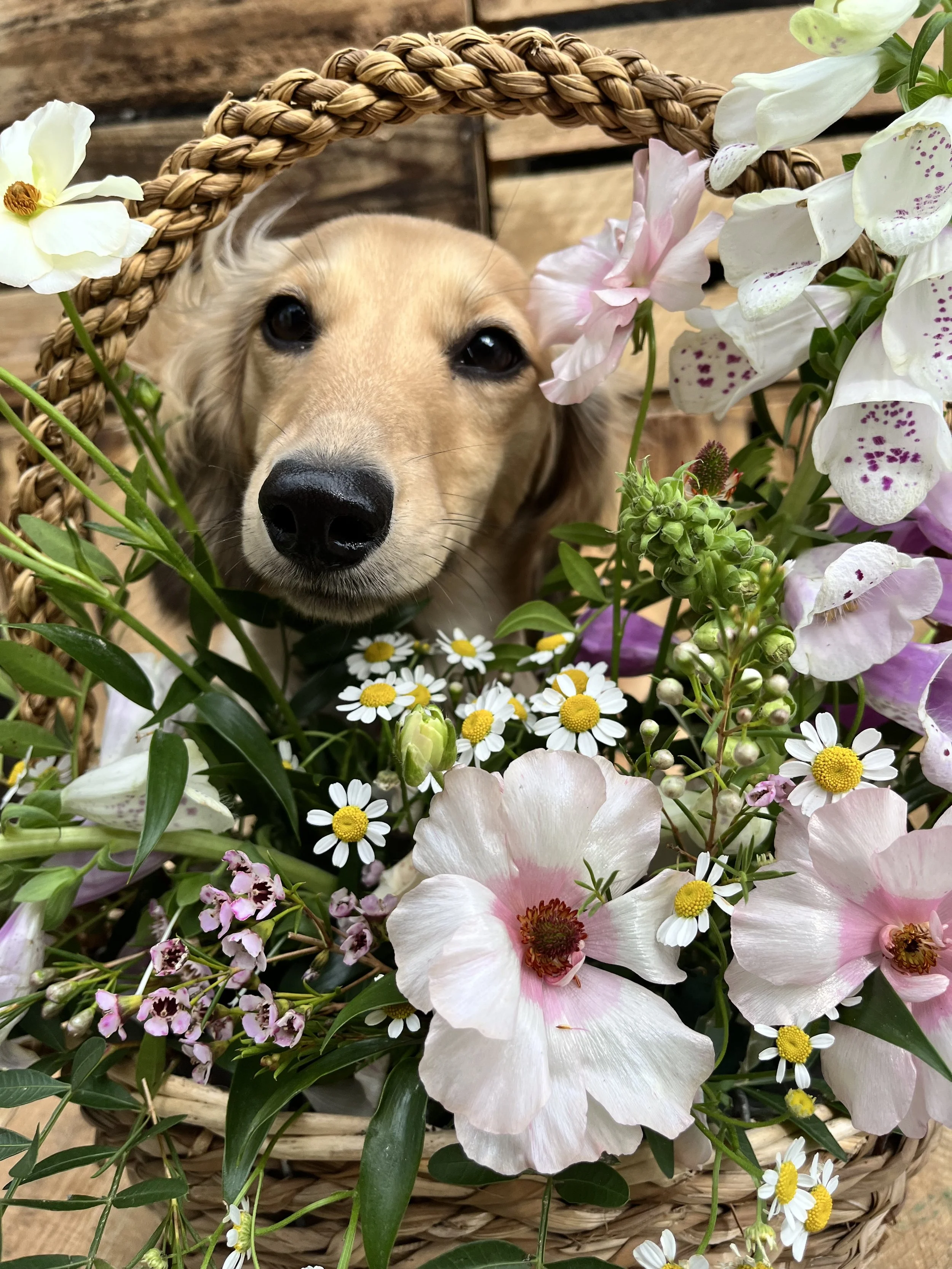 Rose &amp; Blossom