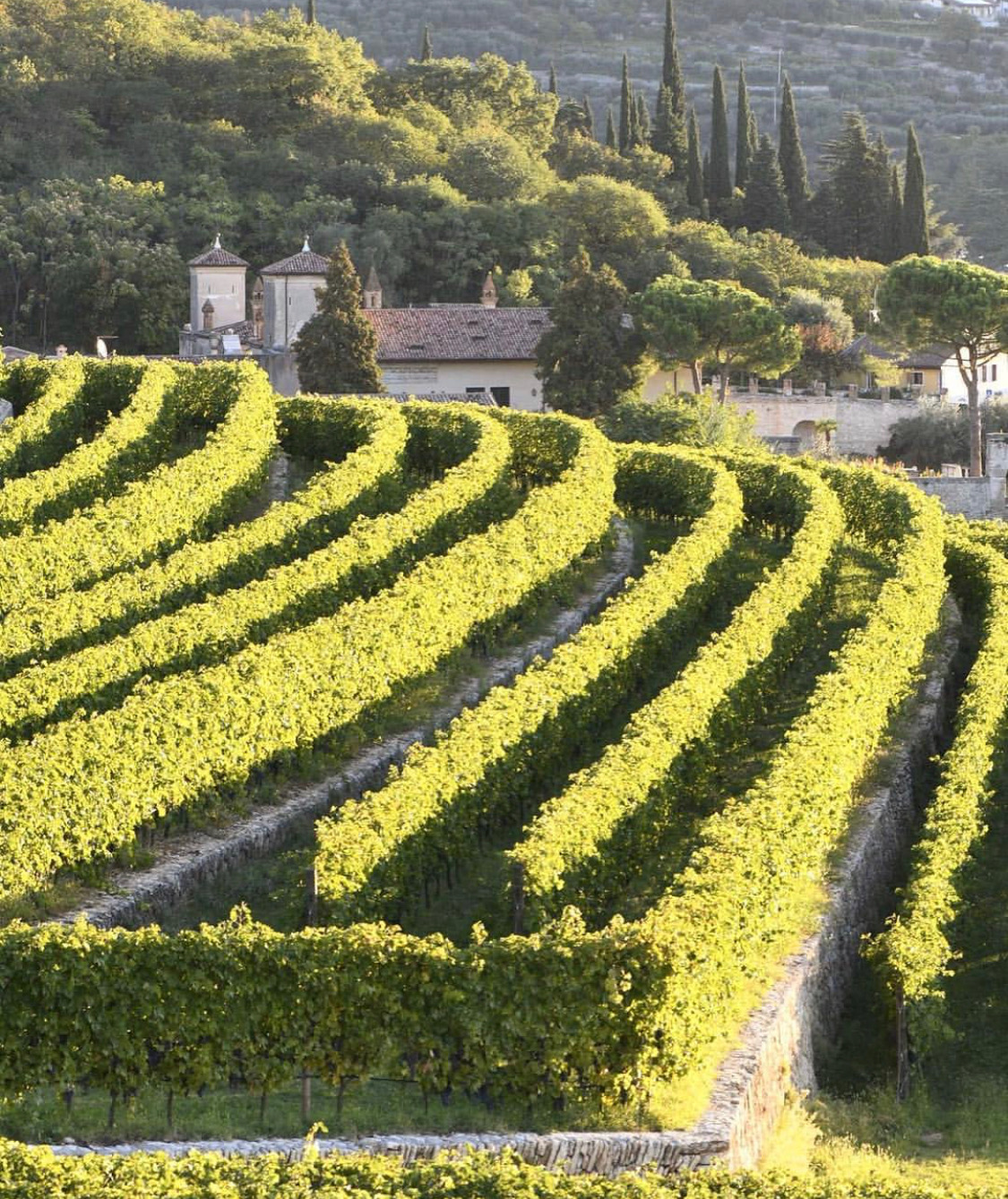 Valpolicella Wine Region
