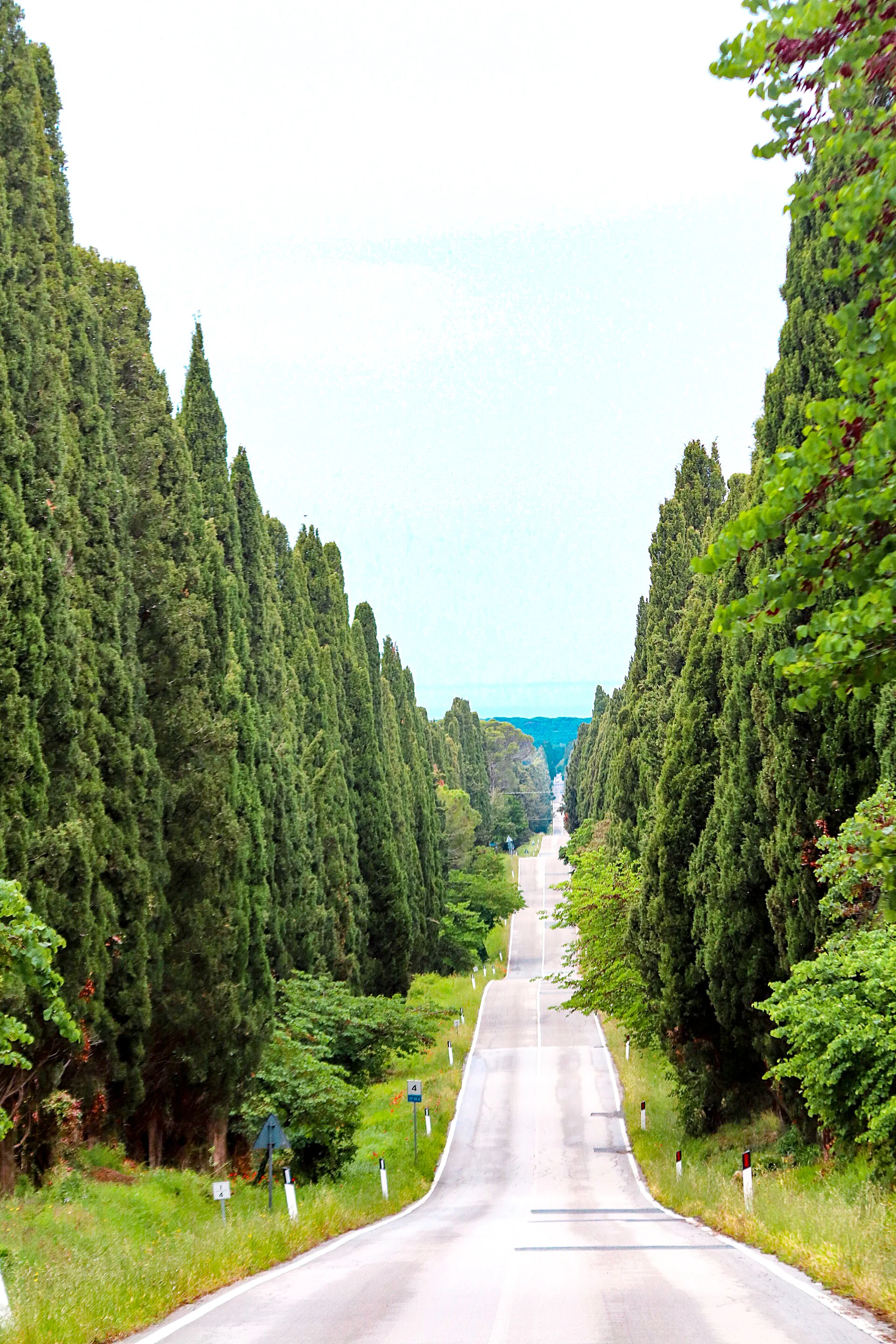 Bolgheri: Wine Travel