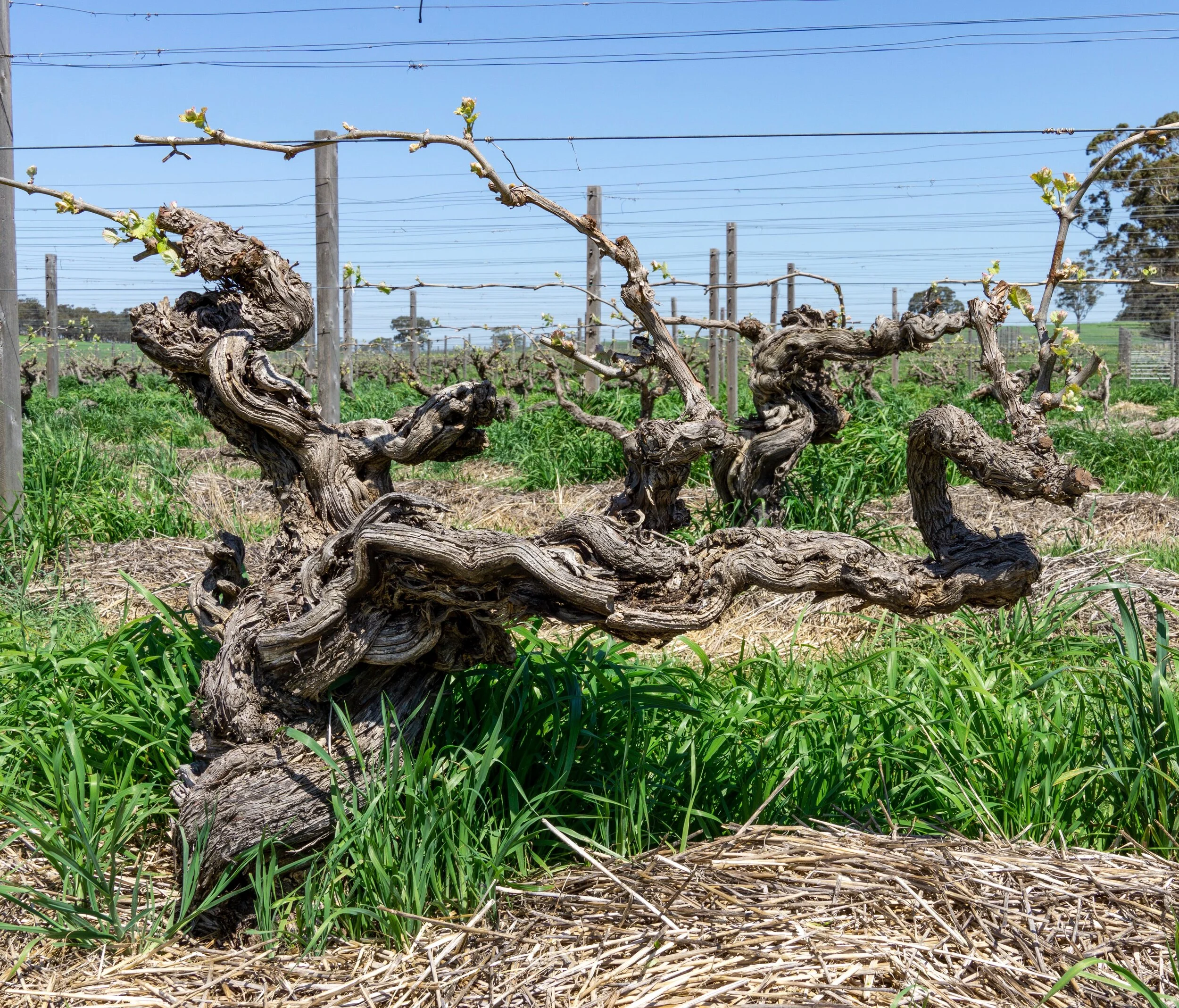 South Australia: Wine Travel