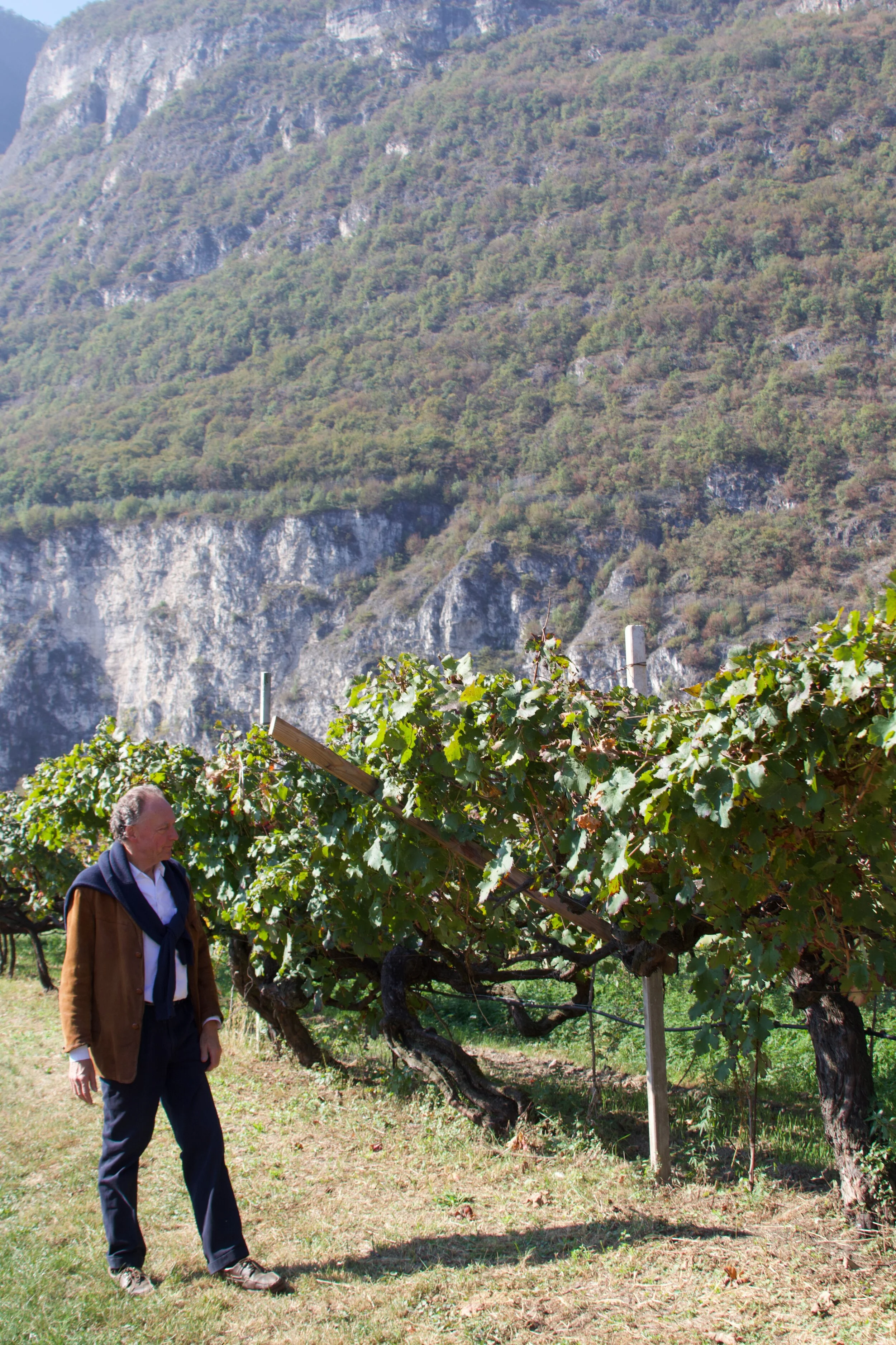 Winery: Alois Lageder