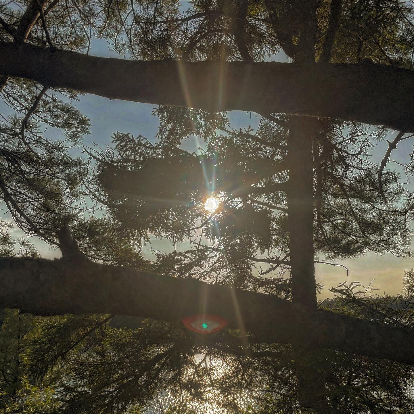 1. contenders

2. trees, three ways

3. a poem about sex
as a leaf, skimming the surface
as your gaze, Protagonist
looks up from the bottom
discerning shadows through dancing light
which may be leaves, or x lovers.