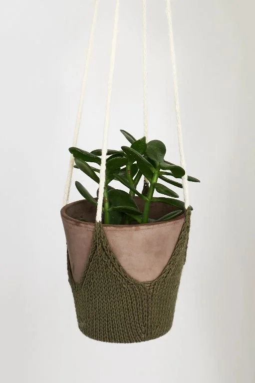 plant with hanging leaves Heartleaf Philodendron Hanging Basket