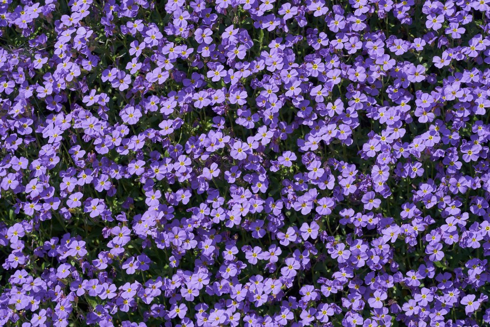 Purple flowers