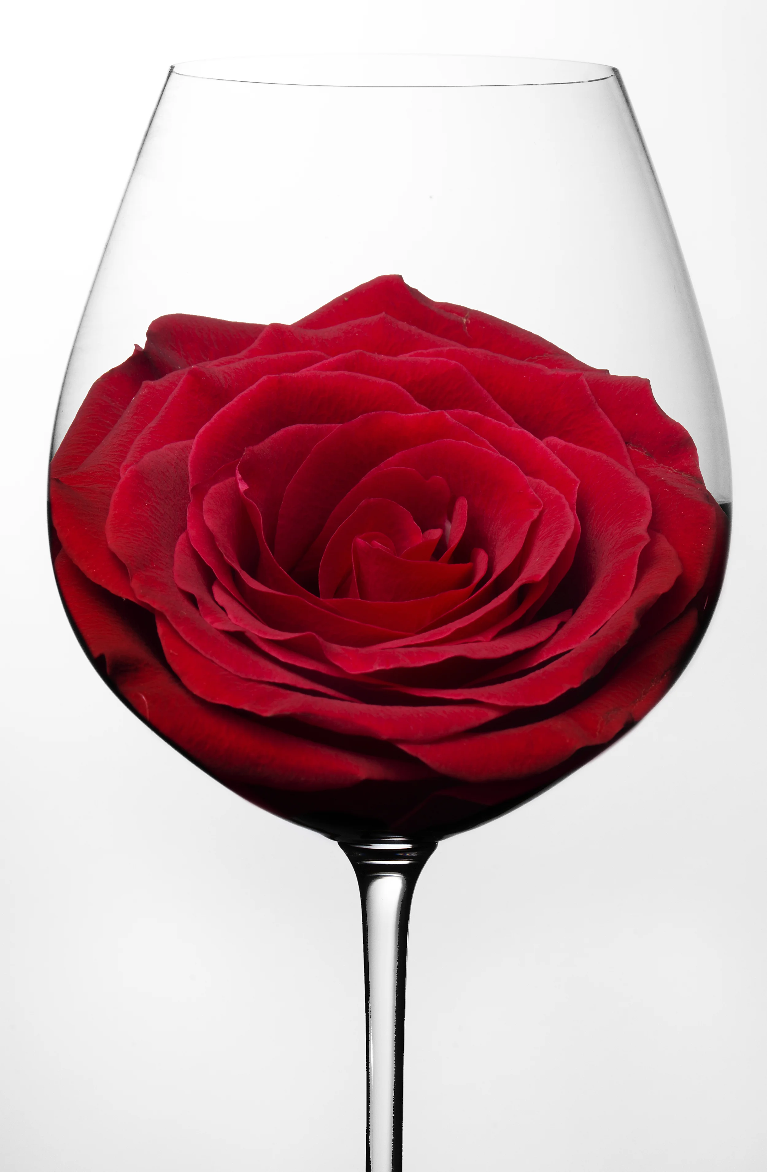 Rose.jpg