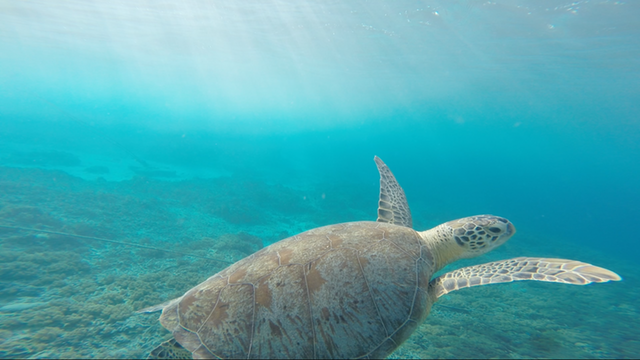 Spotts+Beach_Cayman_Islands.png
