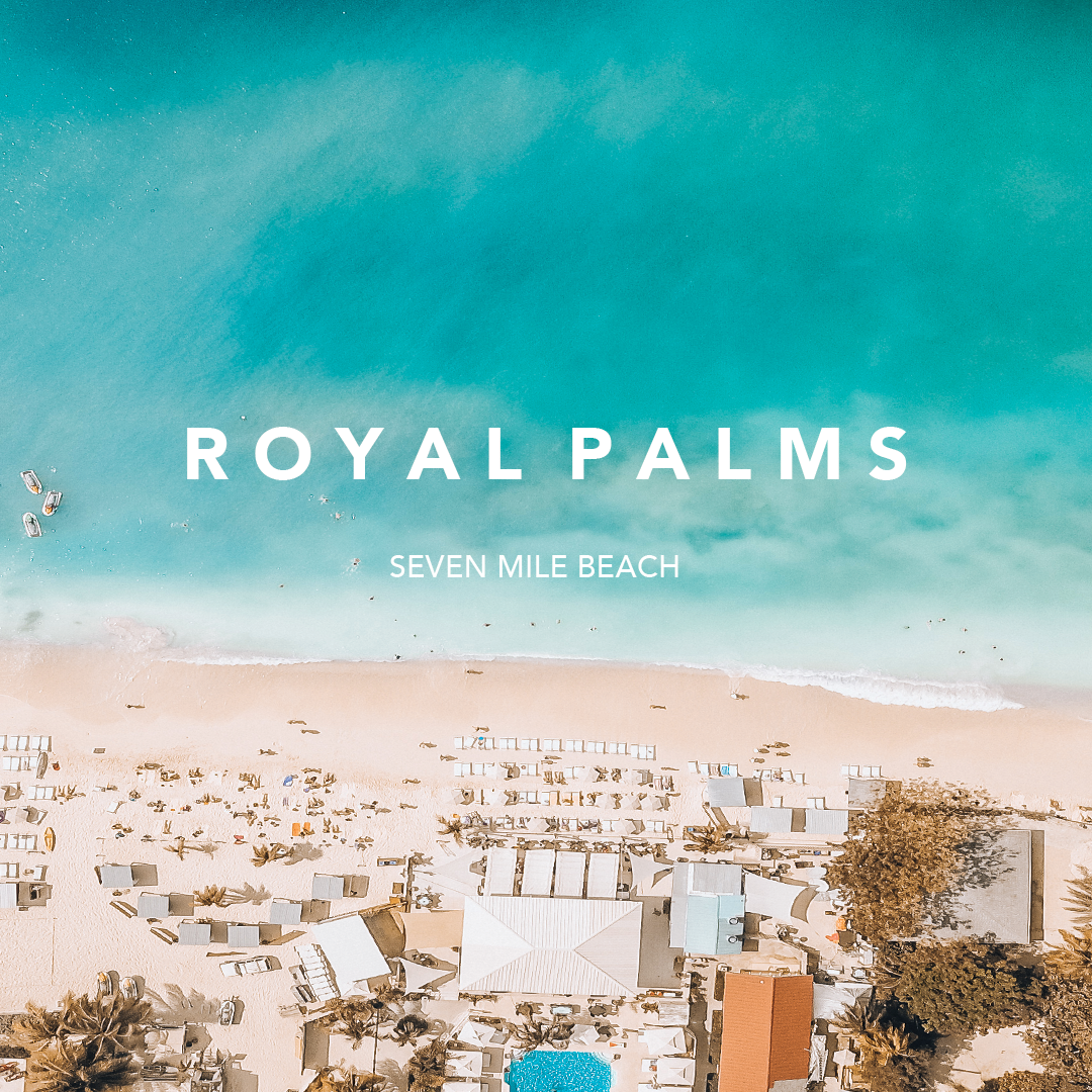 PALMS THUMBNAIL.png