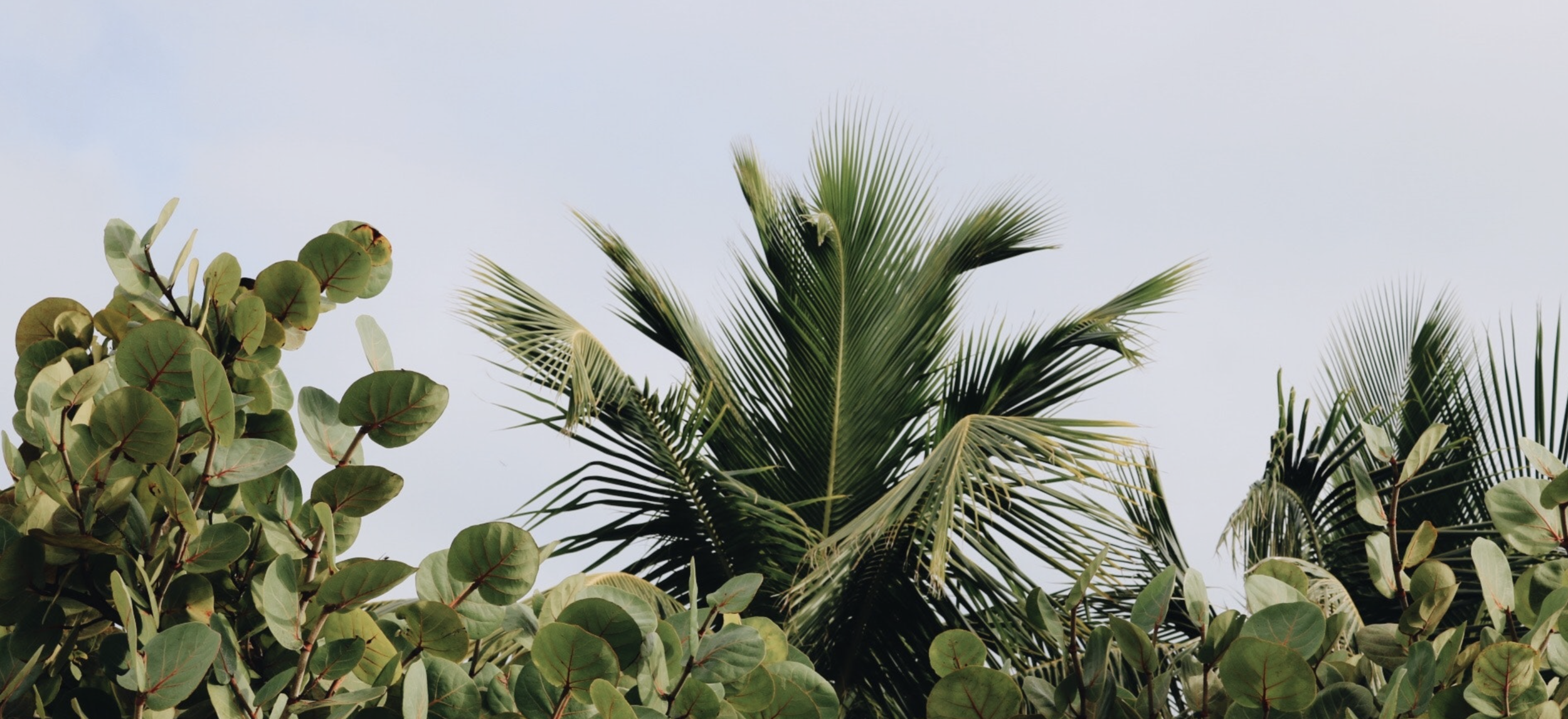 The Best Parks in Cayman