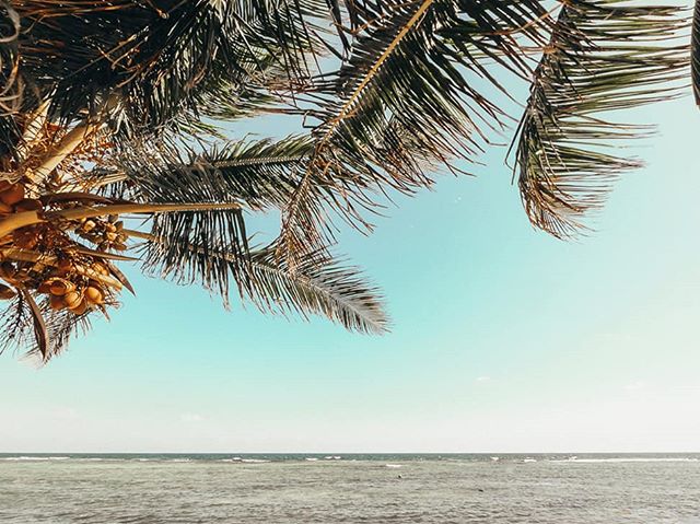 Anyone else in need of a day under the palms? 🌴

Grand Cayman is an absolute treasure trove of deserted beaches. Head over to our website to find out about the best secluded beaches in Cayman.

Click the link in our bio. &gt; 
#Thisiscayman #Caymani