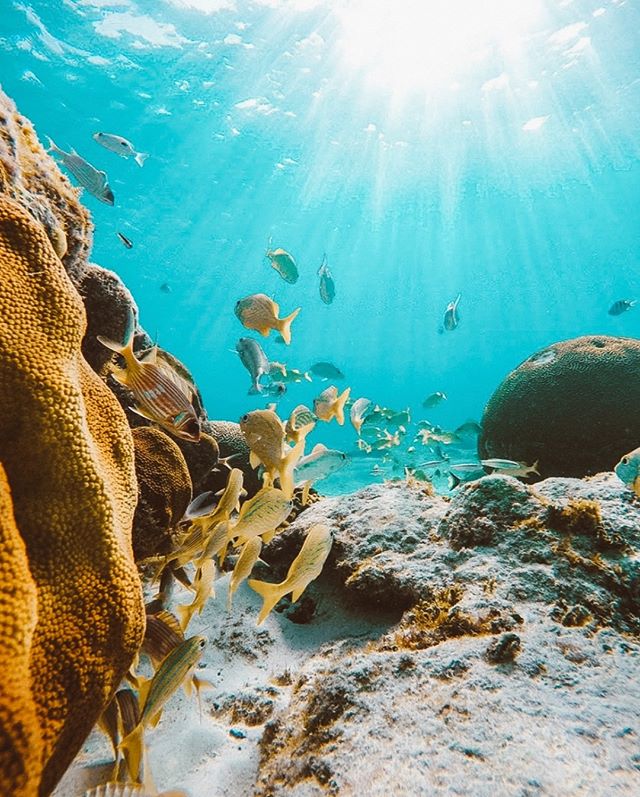 'Tell us three of your favourite places to grab that perfect shot?'📷
For a great read on capturing the island's beauty with Aldington Scott, click the link in our bio for his insiders guide to Cayman.🐠
#ThisIsCayman #Caribbean #CaymanIslands