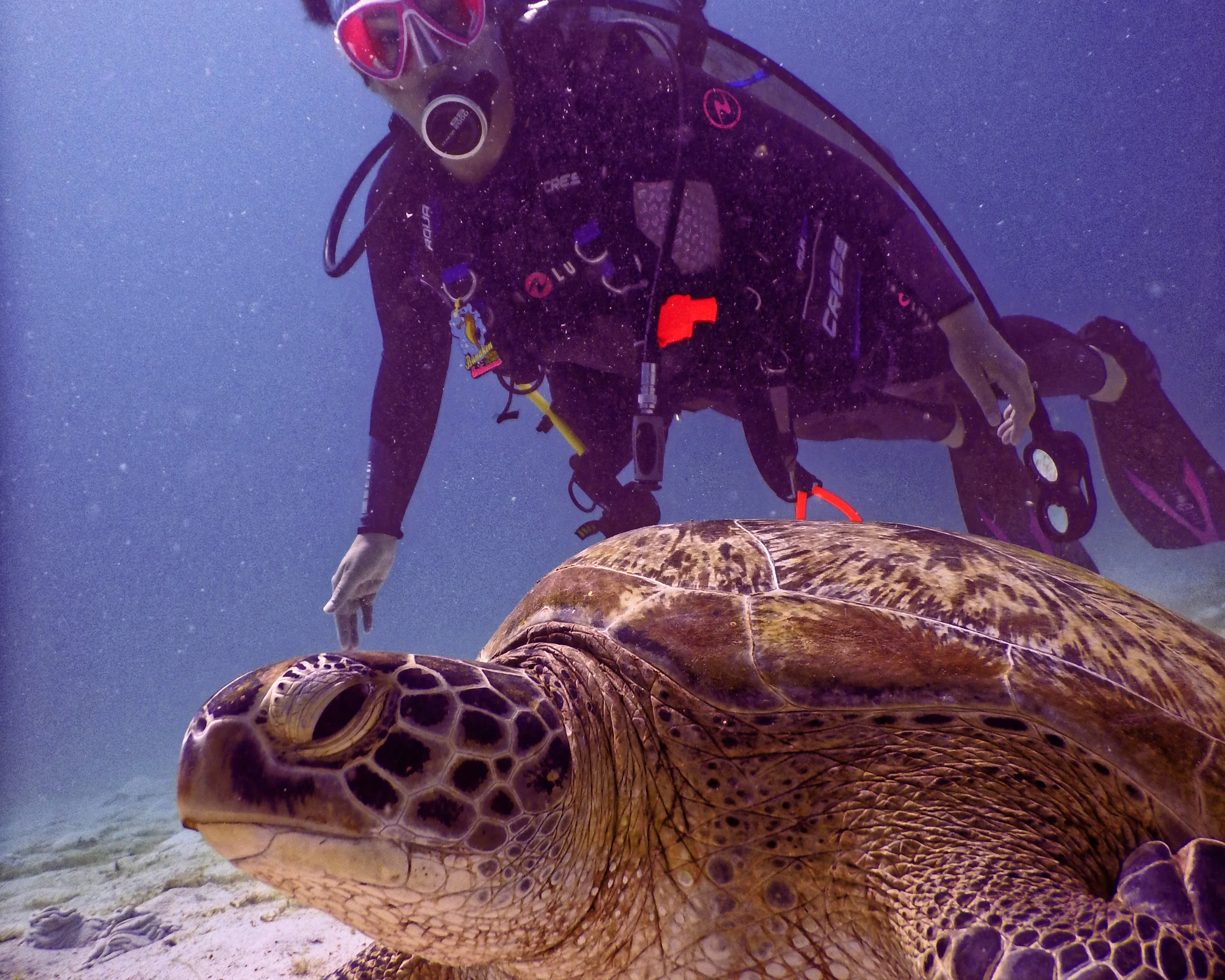 5 Cayman Conservation Efforts to Support