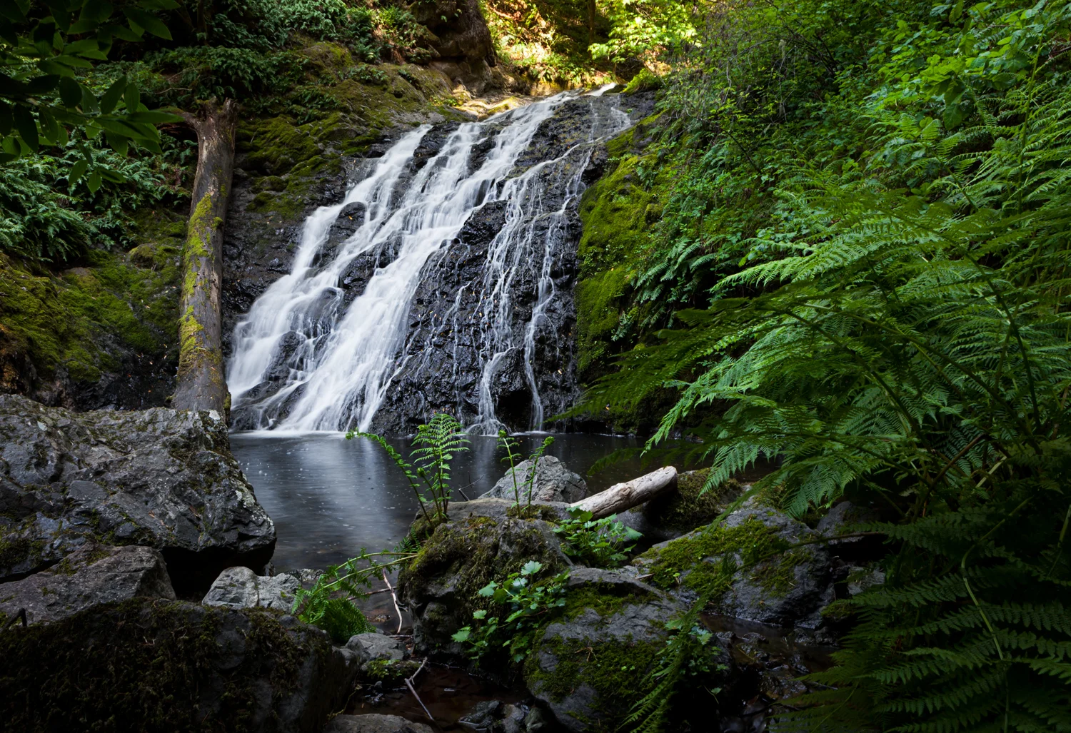 Cararact Trail, Muir Woods 2016