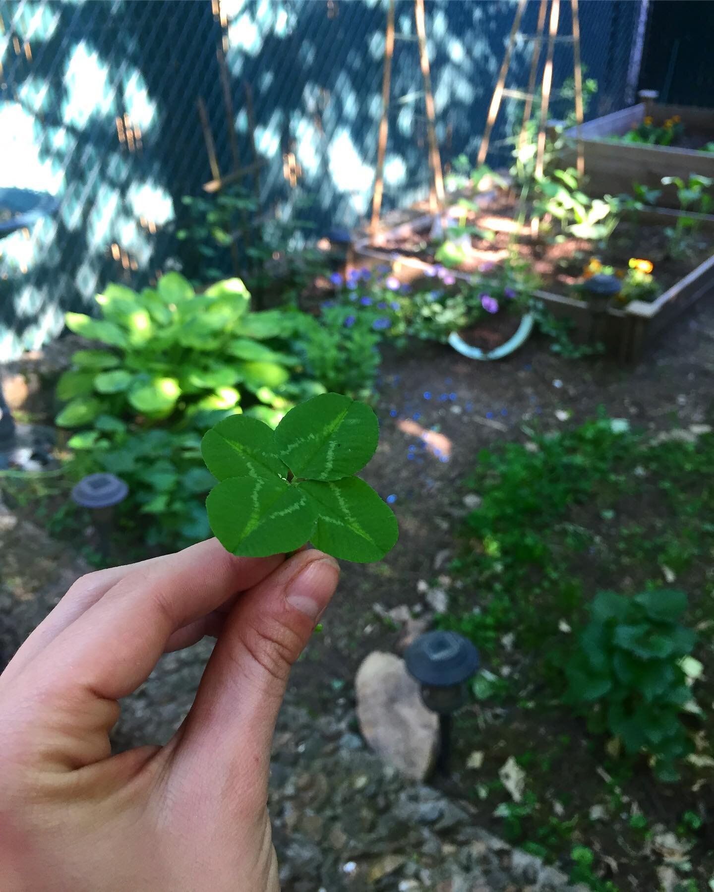 dirty fingernails and a four leaf clover. good day in the garden 🍀💚