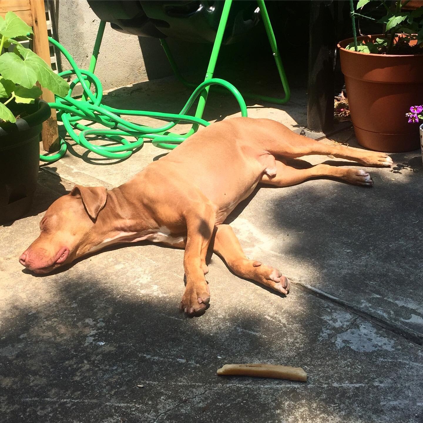 dog shaped sunny spot
