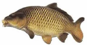 Manor Fishery fishing in the UK Kent