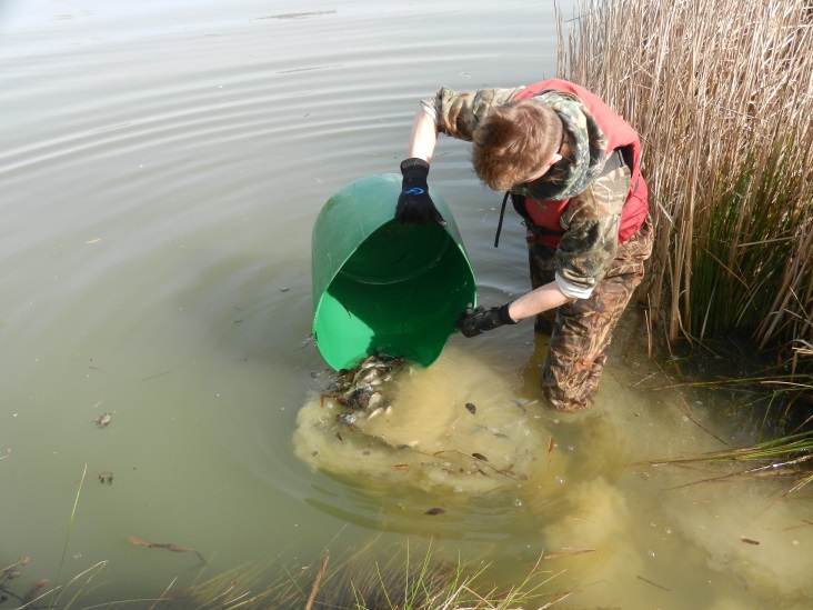  Small silvers for Lake 2