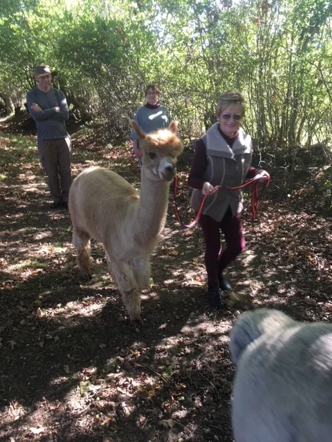 Alpaca.jpg
