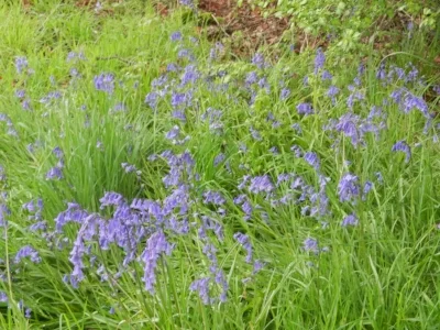 bluebells.jpg