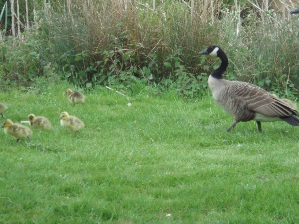 Early May