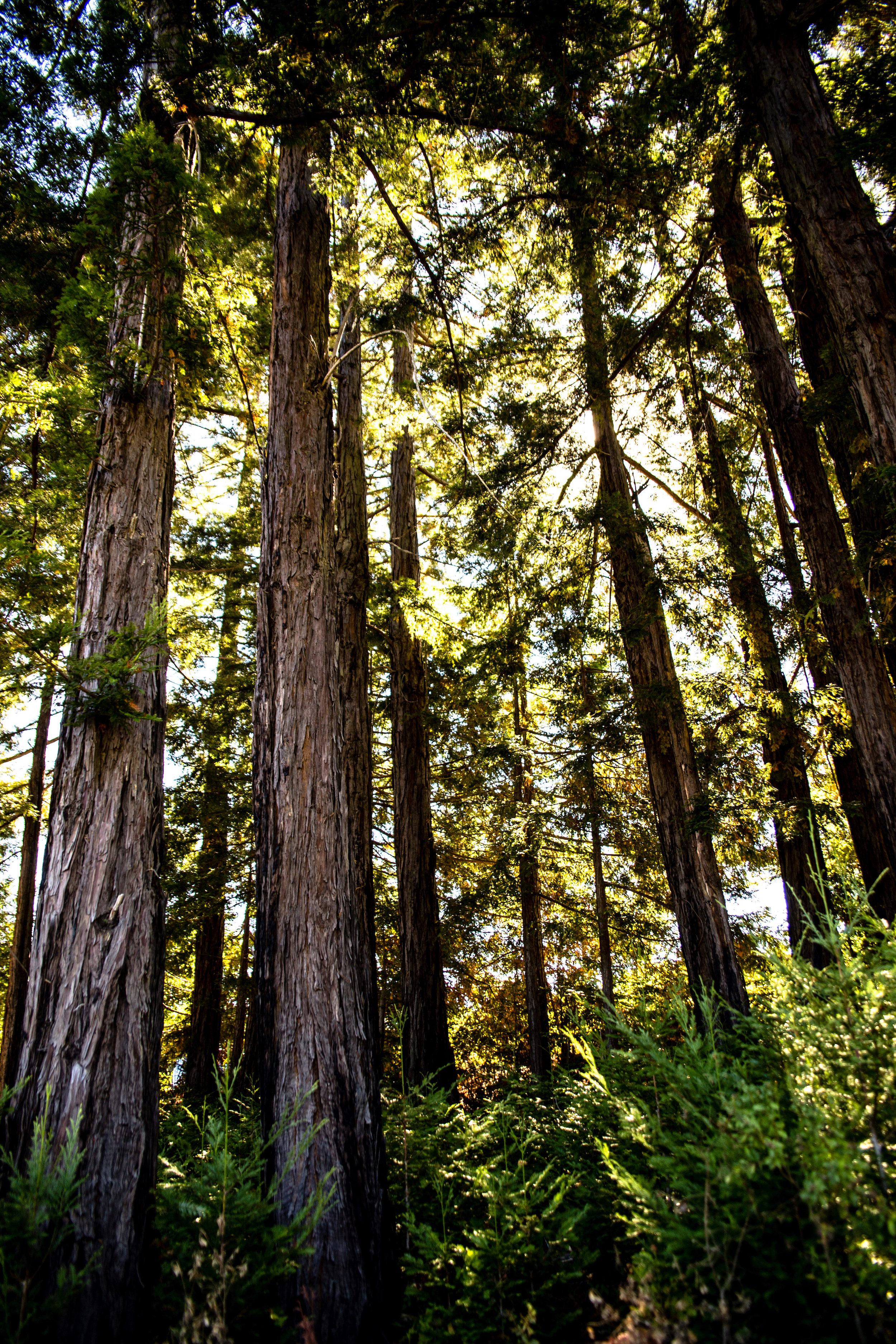  Redwood grove in Saffron Vineyard