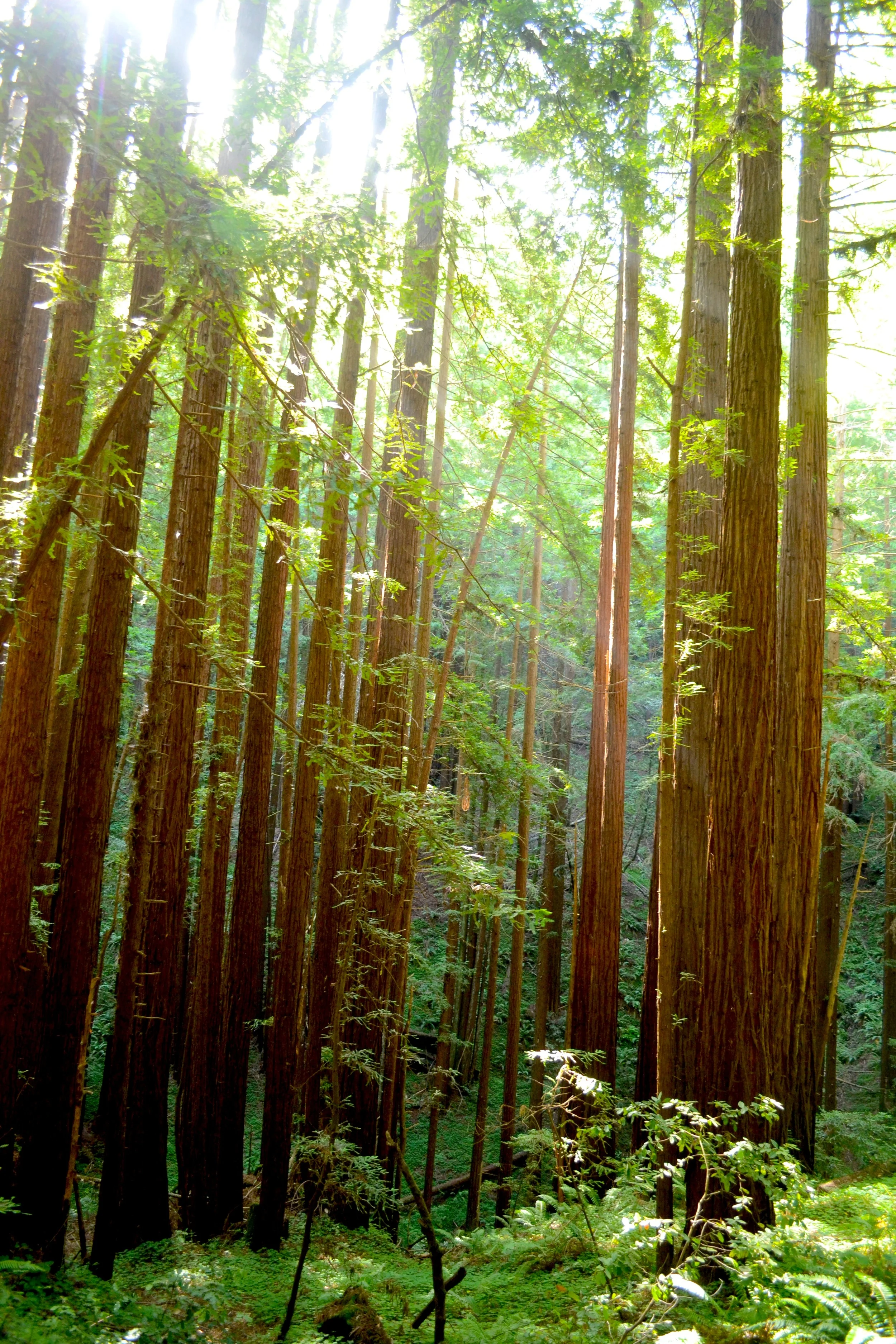enchanted forest 2