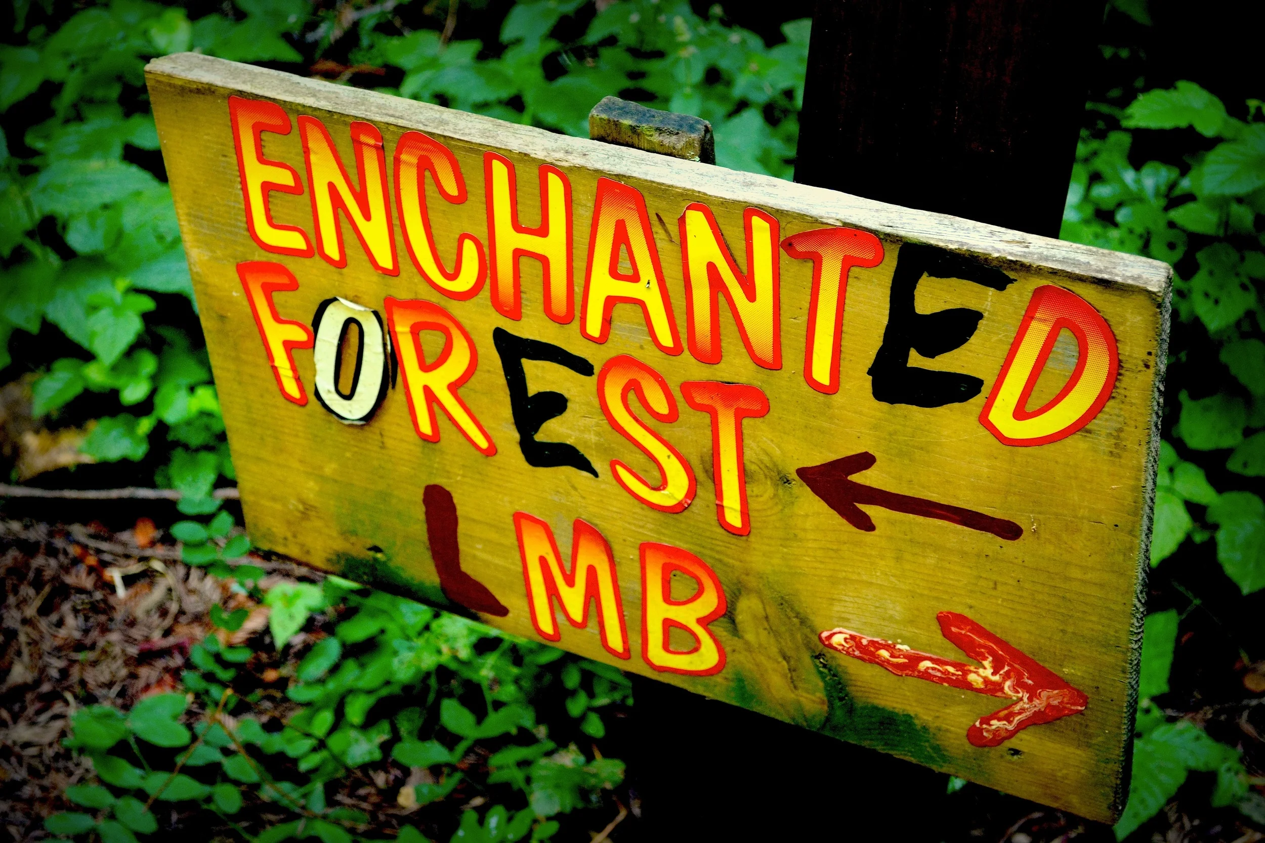 enchanted forest